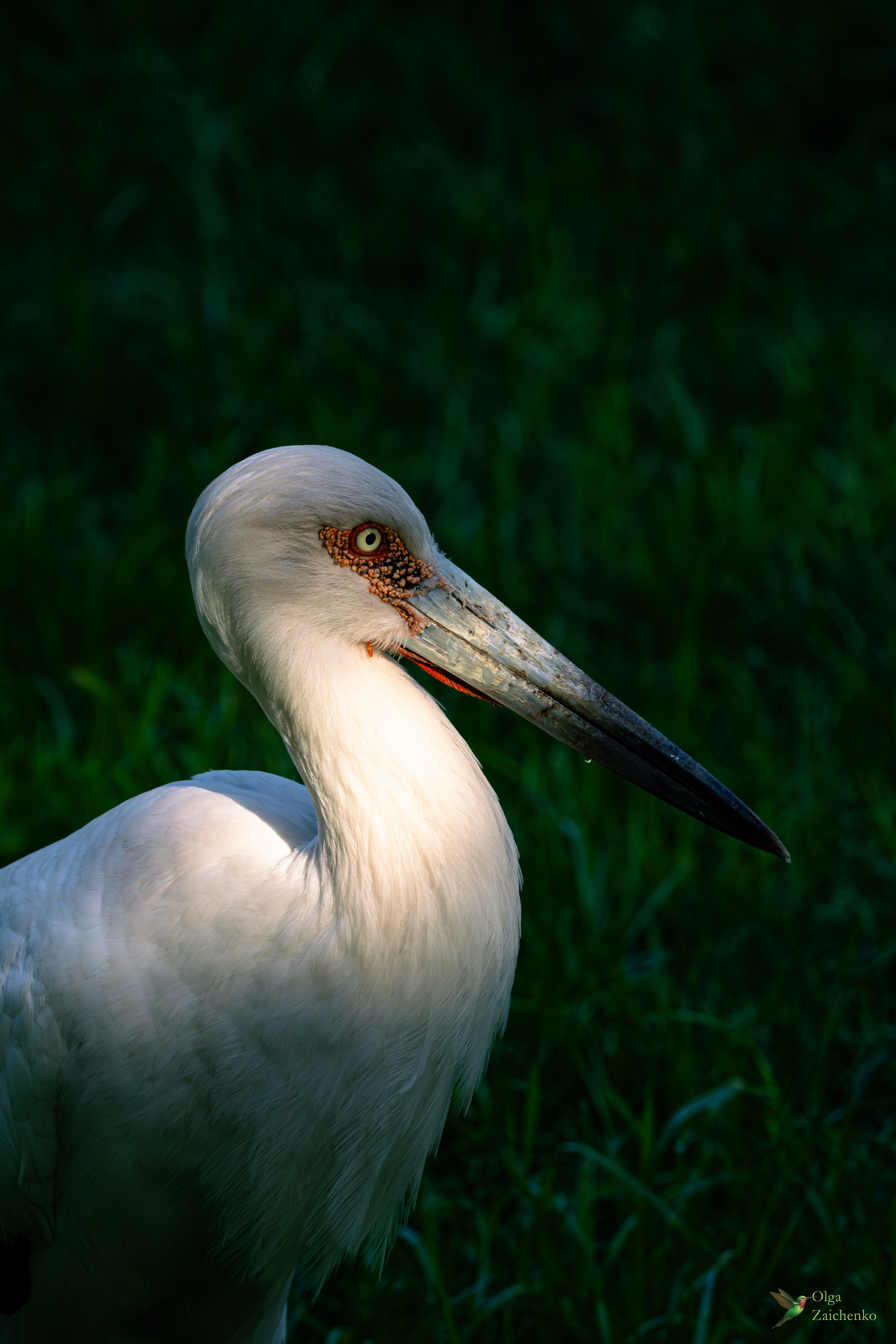 Американский аист Maguari stork cigüeña maguari