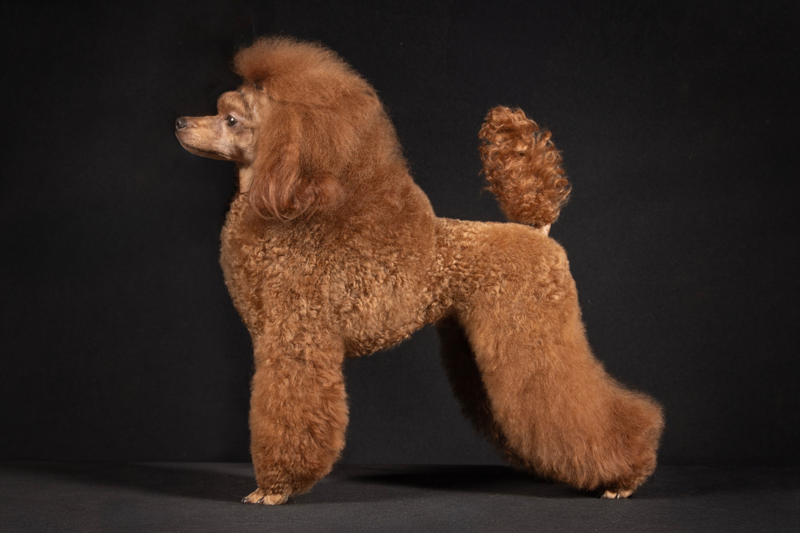 ANGEL GIFT ELISABETH TOY GIRL. Angel Gift (Red Poodle) Kennel