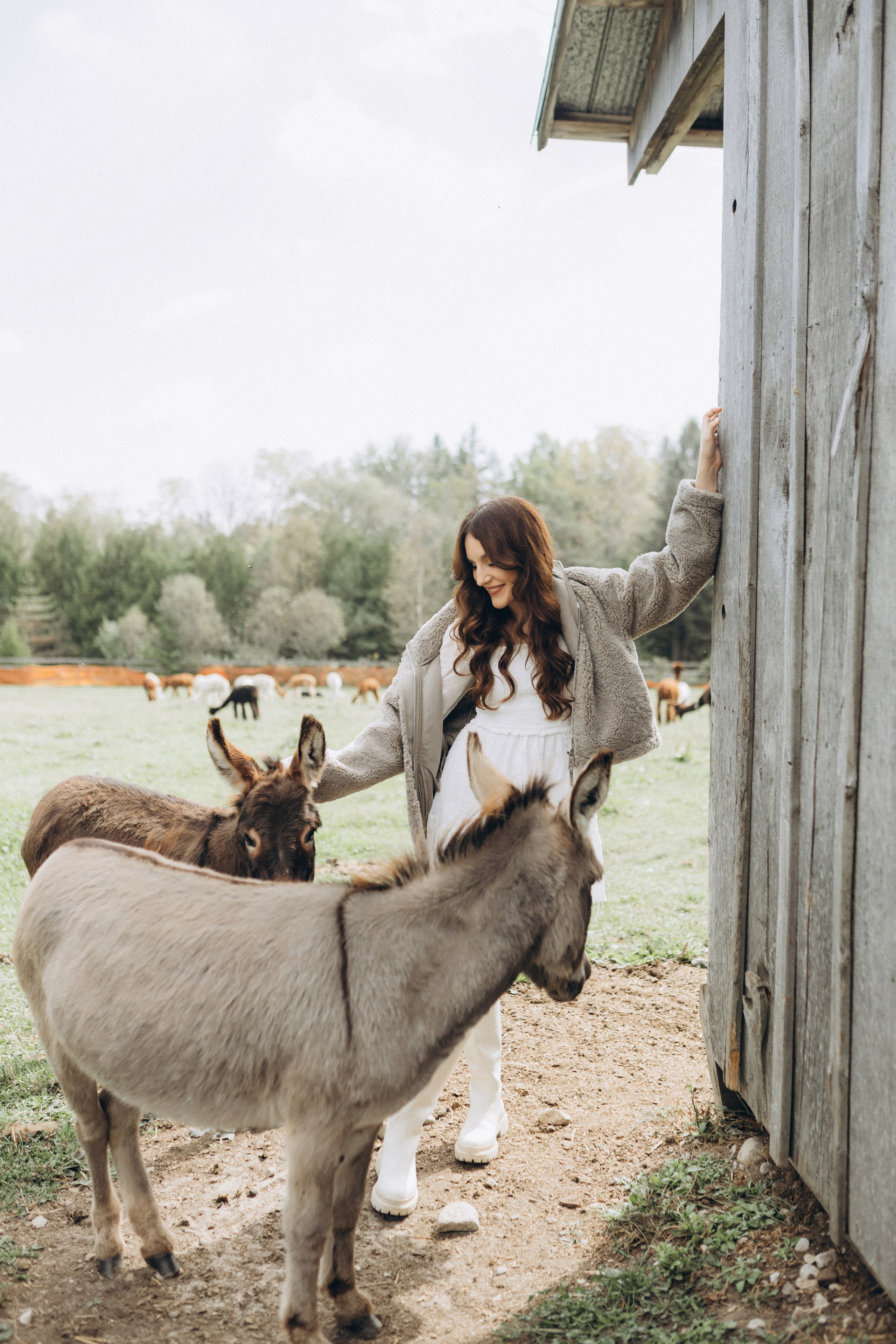 Alpacas Farm. Chernenko.photography