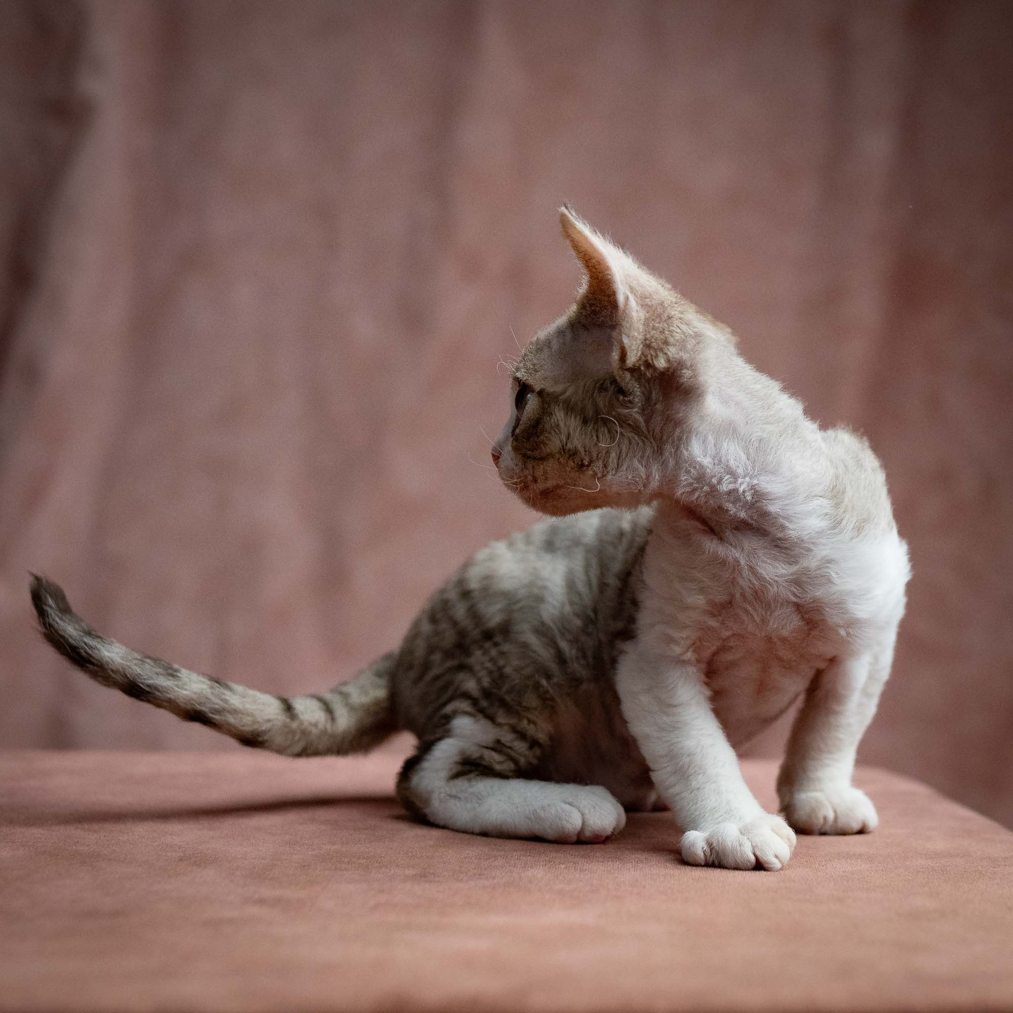 Sebastian, boy, born 05.15.26. Devon Rex Pixie Cattery