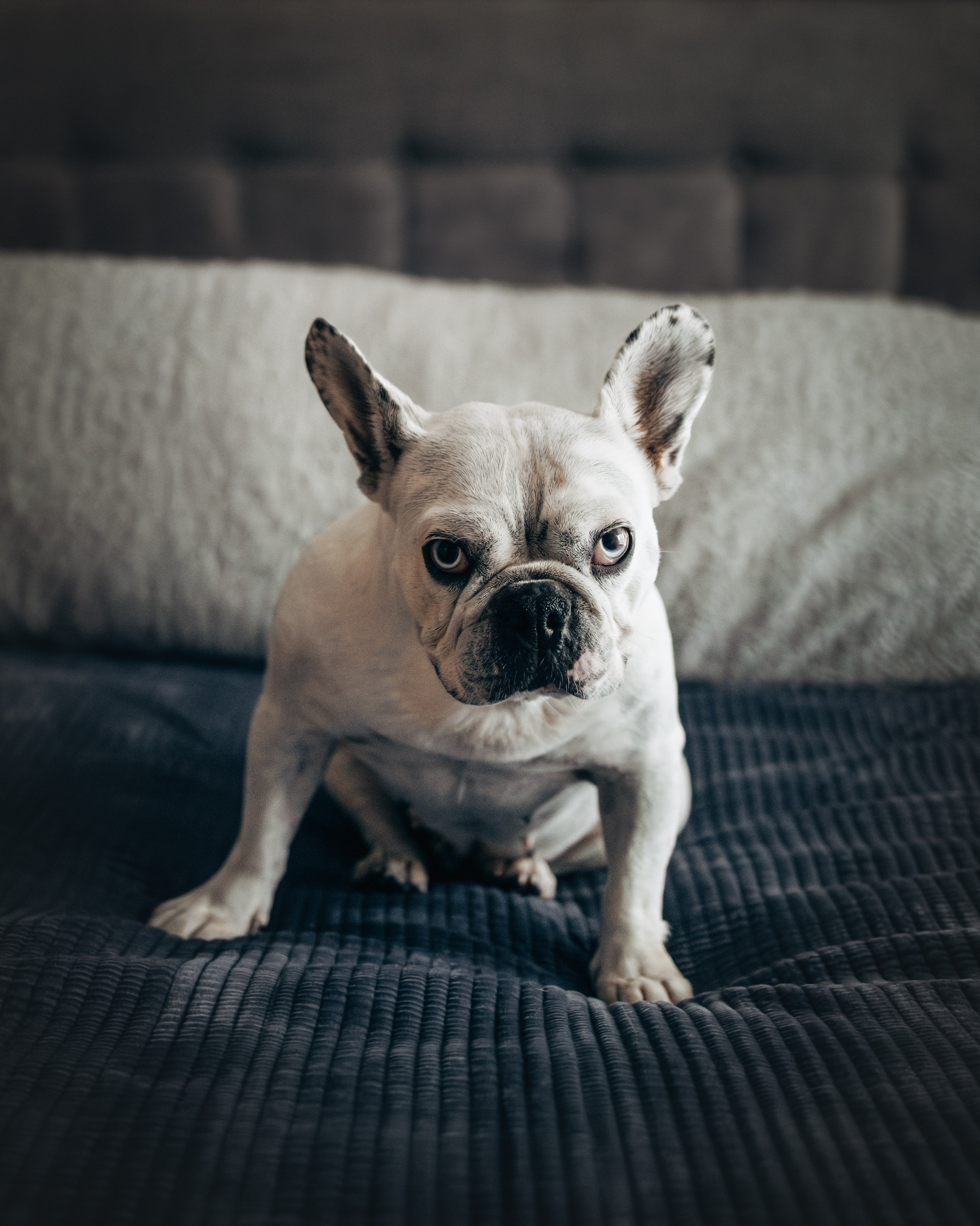 Pearl & Melanie. Pet Photographer Viktoriya Aleshenko