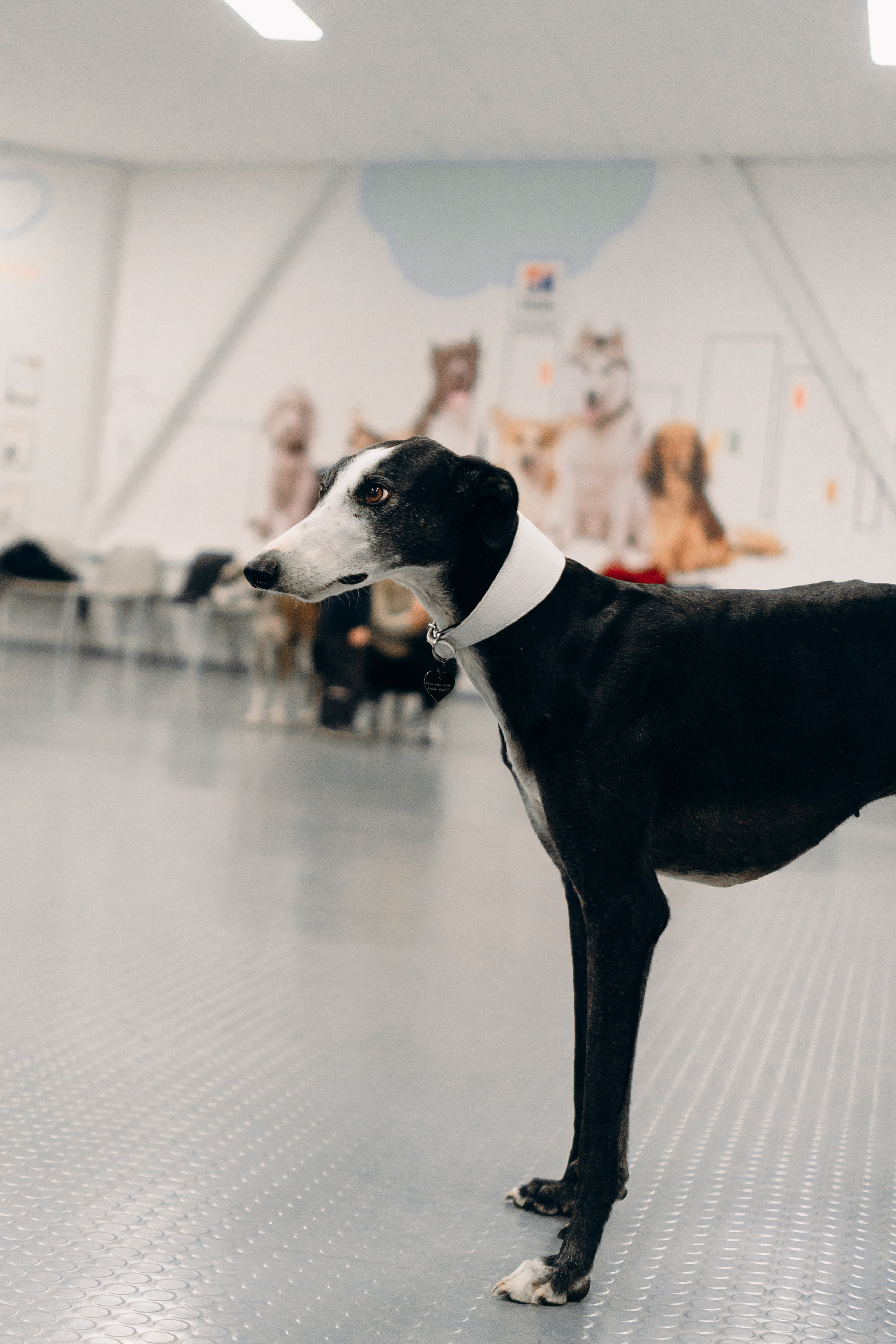 GalgoTreff / PetCity Rannamõisa, 13 apr. 2025. Kat Laisaar — Pet photographer in Tallinn