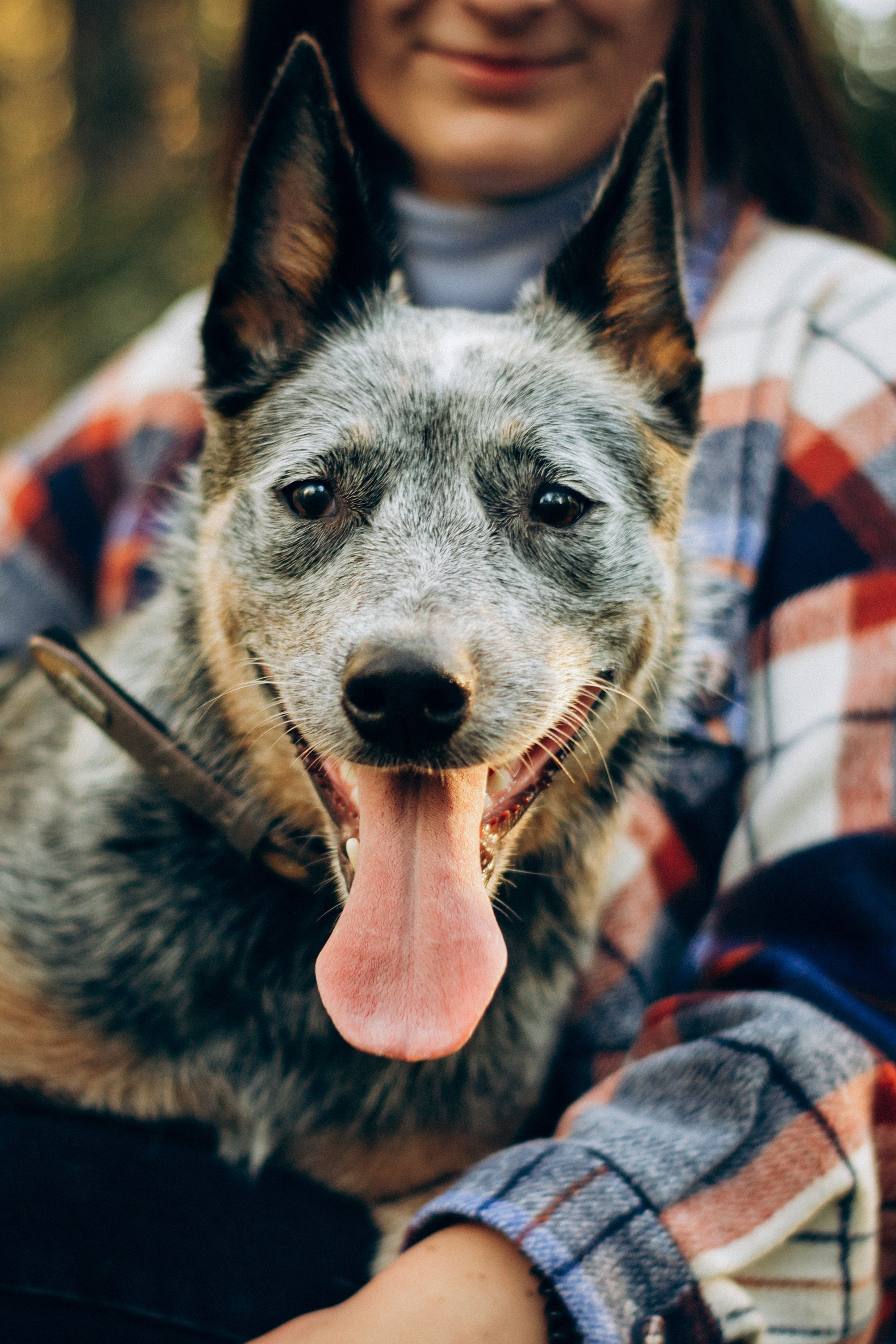 Polina and her Dakota, Blue Heeler. Kat Laisaar — Pet photographer in Tallinn