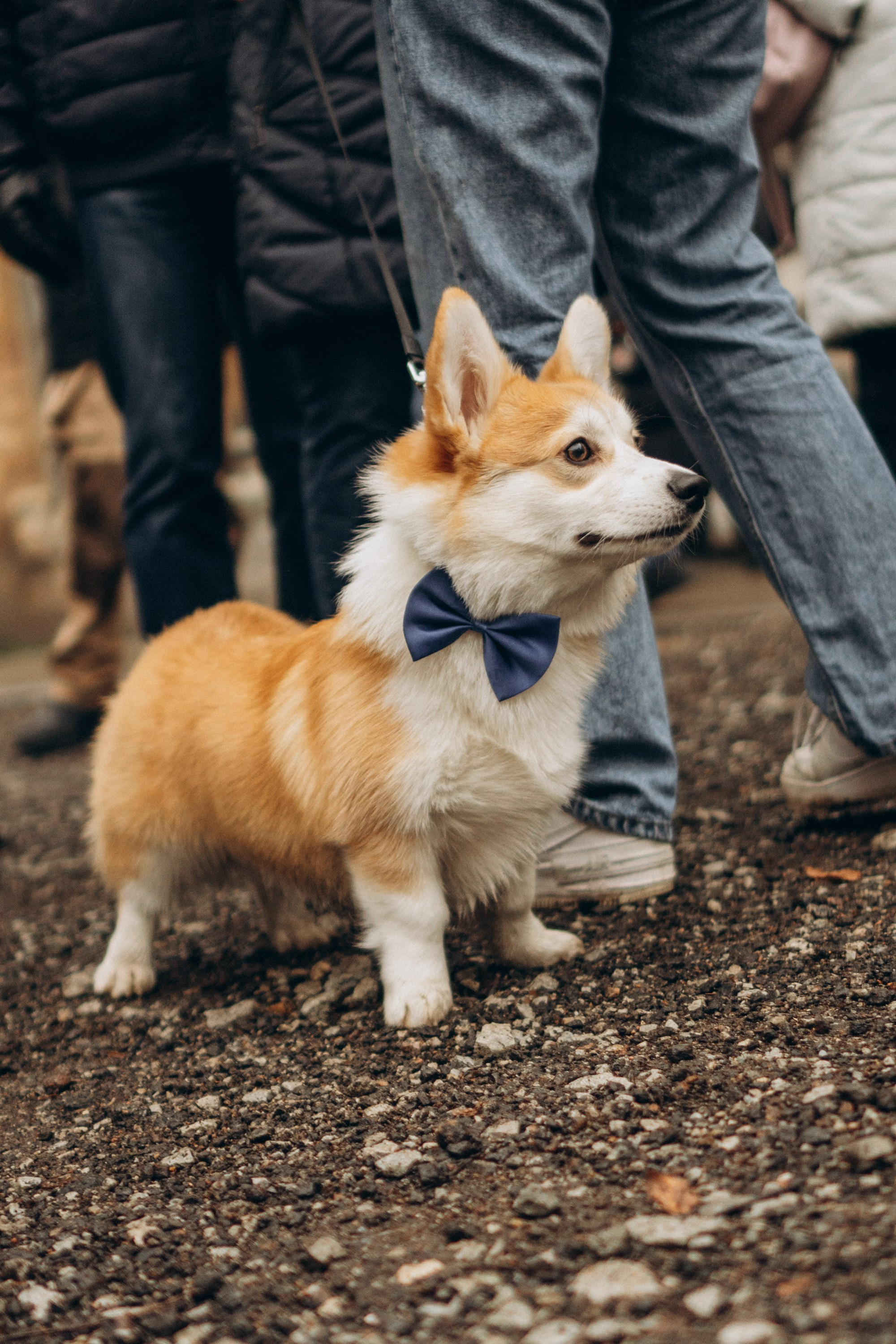 Corgi Fest, Christmas edition. Kat Laisaar — Pet photographer in Tallinn