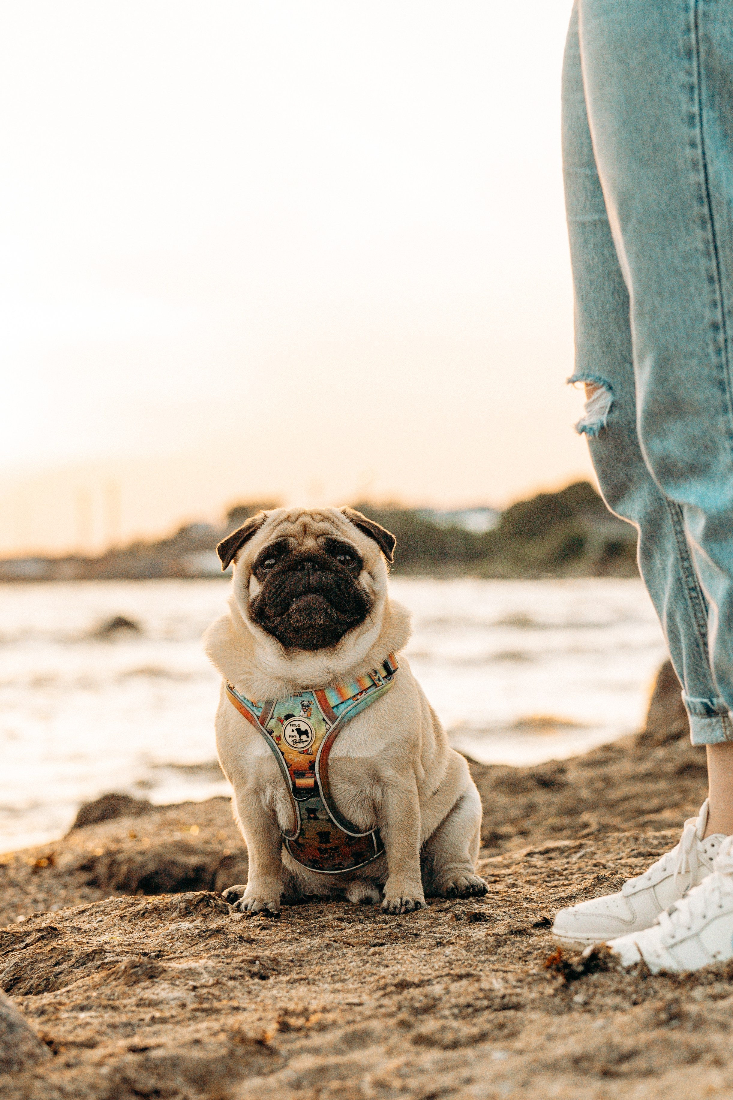 Frank, Tony, Katerina & Lev. Kat Laisaar — Pet photographer in Tallinn