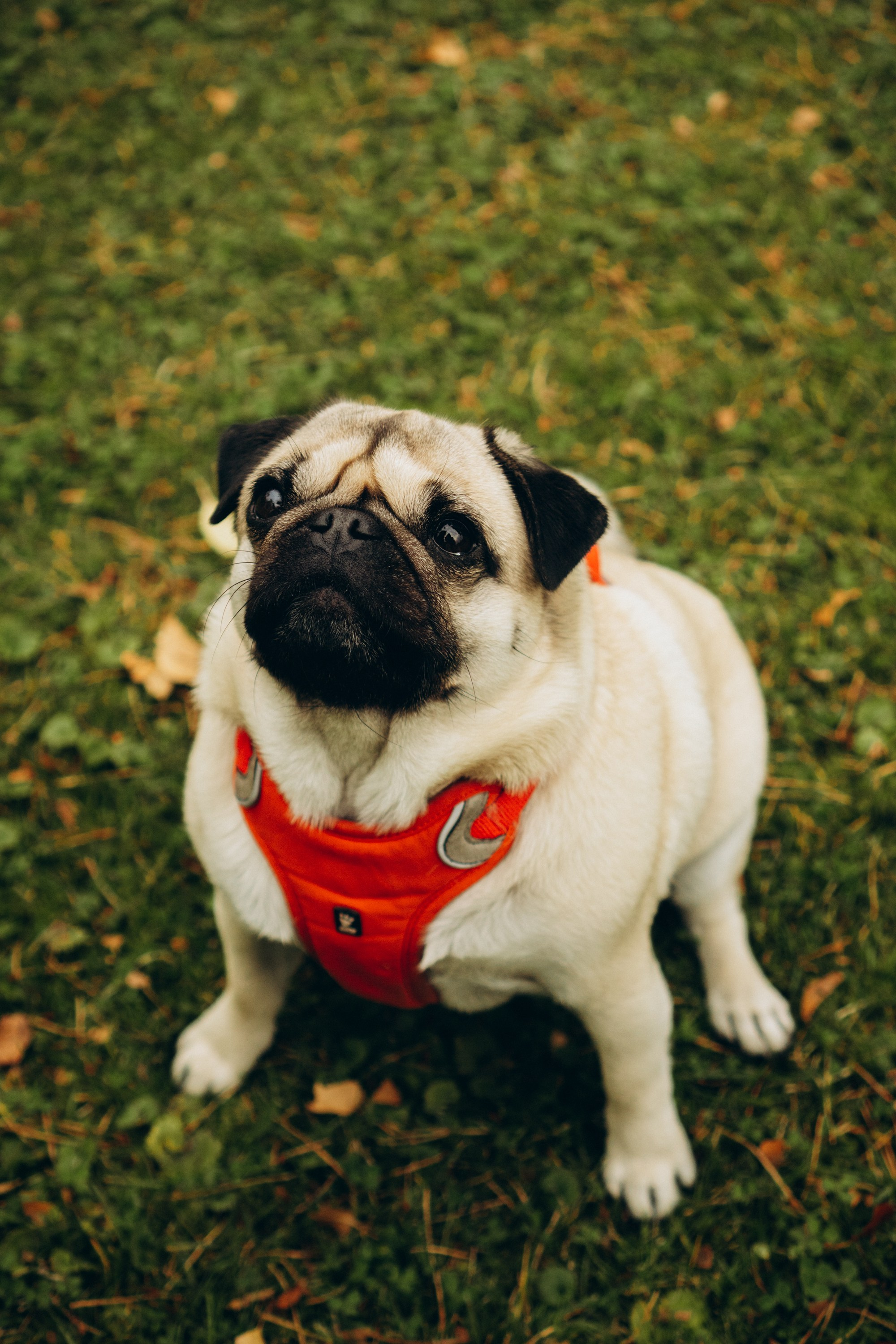 Jelena and her Sandy, Pug and Katja and her Safiir, Cardigan Welsh Corgi. Kat Laisaar — Pet photographer in Tallinn
