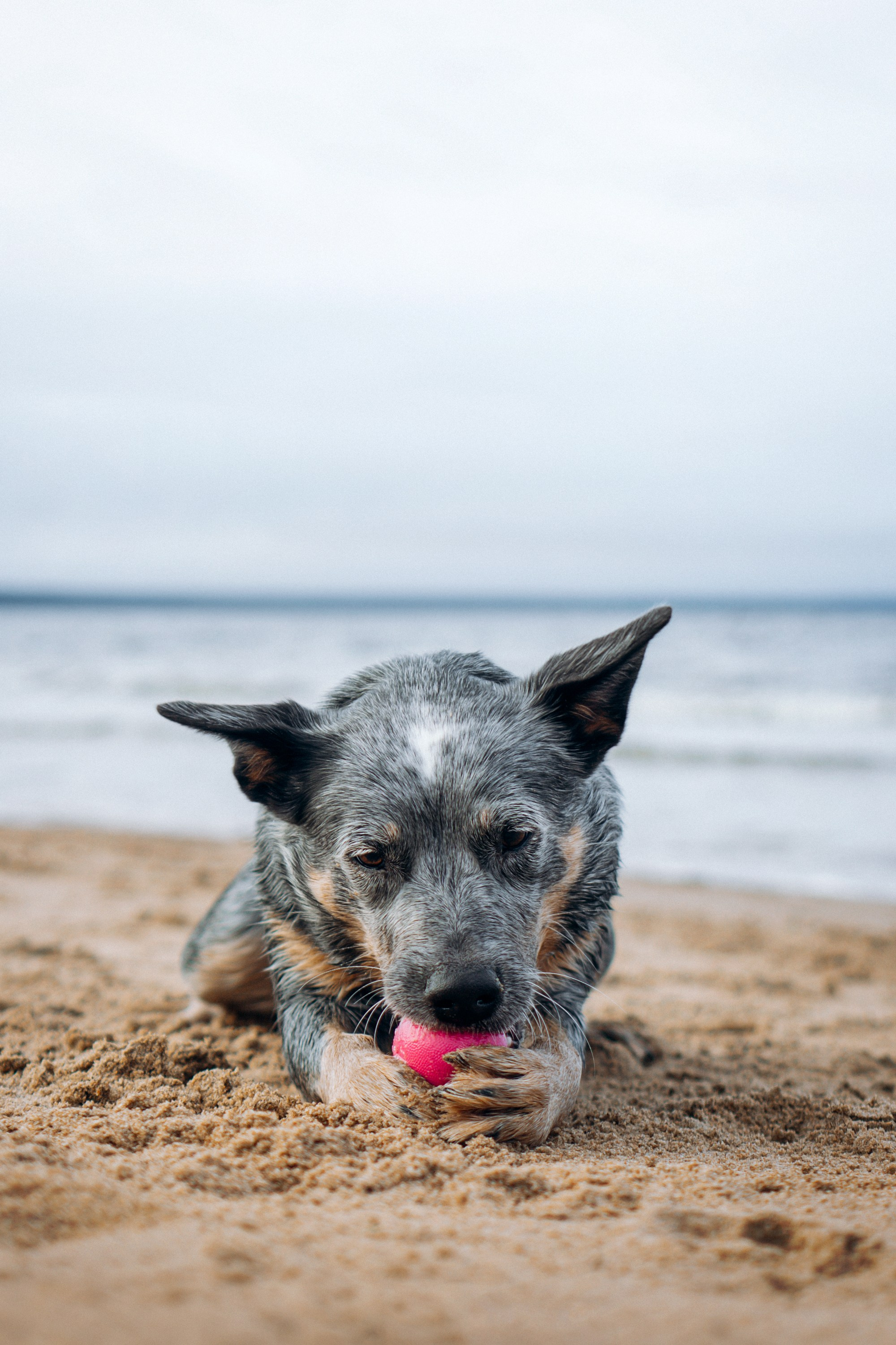 Polina and her Dakota, Australian Cattle Dog. Kat Laisaar — Pet photographer in Tallinn