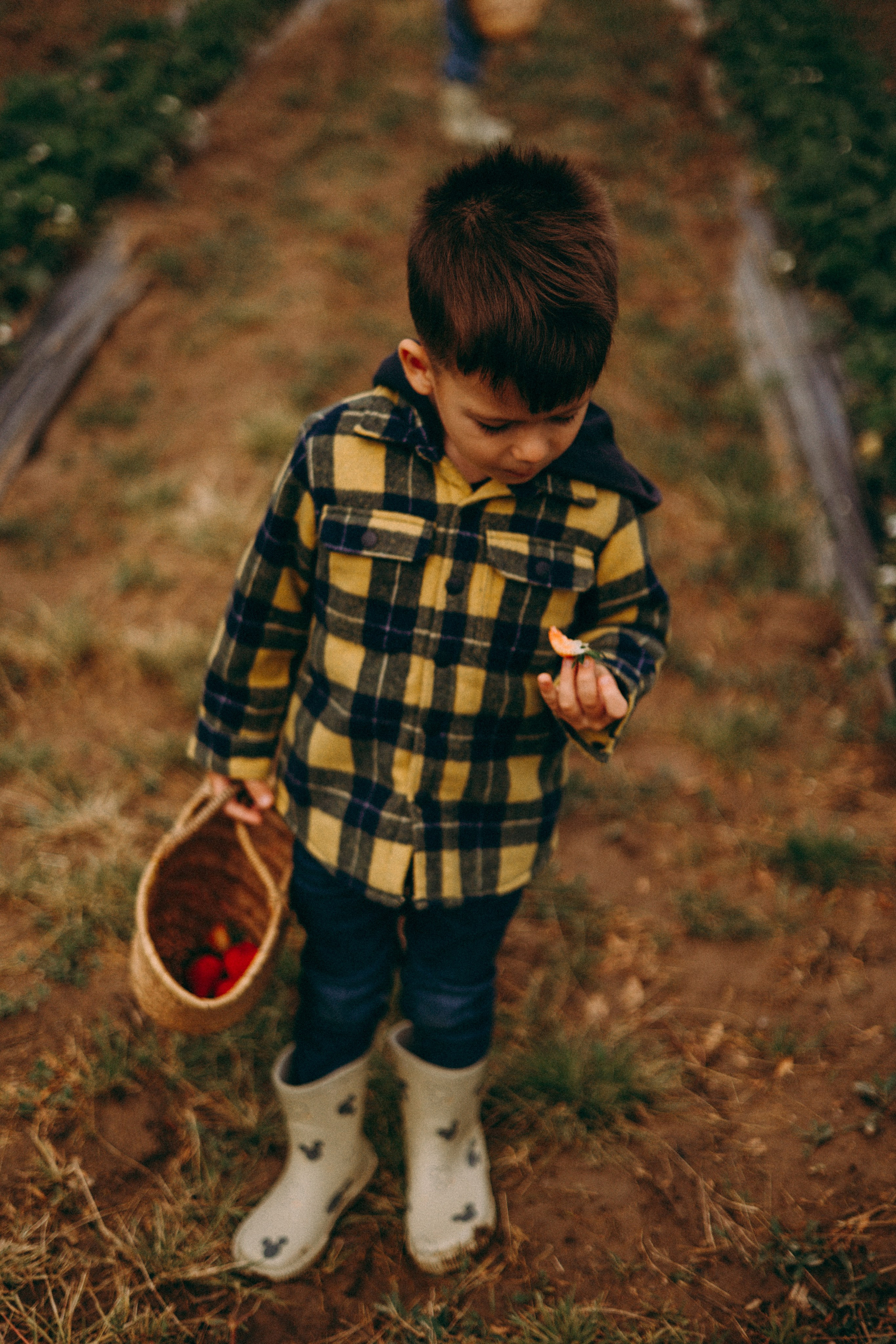 Cueilette fraise. Photographe en Côte d’Azur
