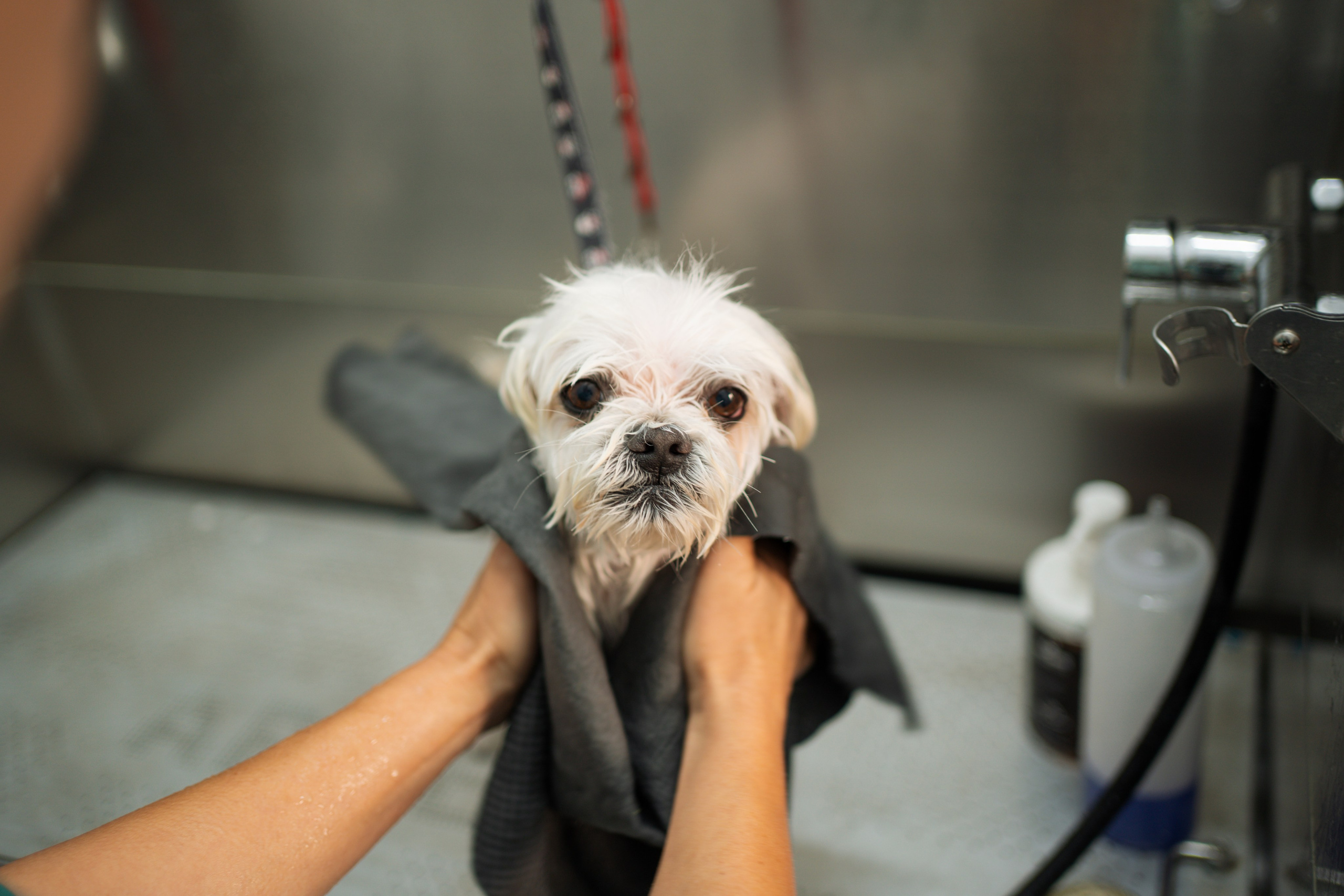 PetGroom Timisoara. Cozac Cristian Photographer