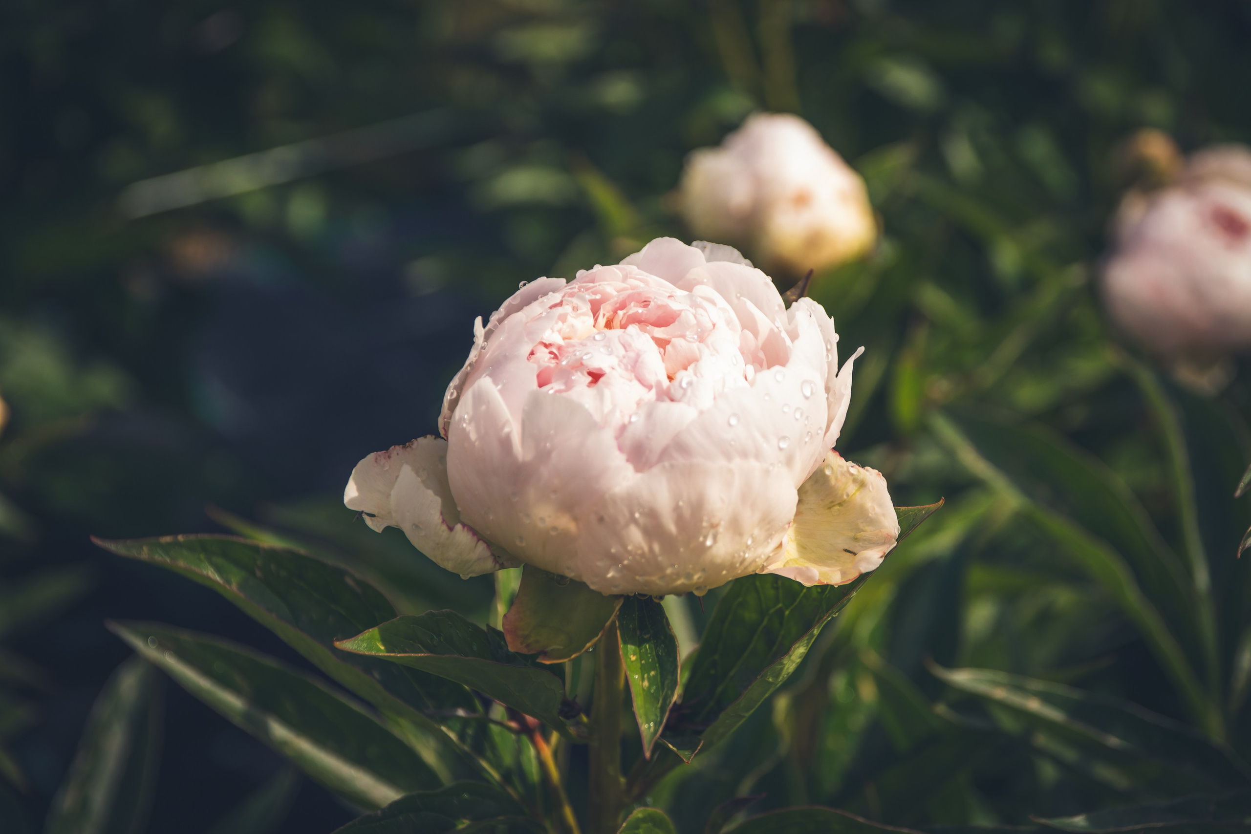 Saarema, reis. Nebula 25 — Fotod teie hingele