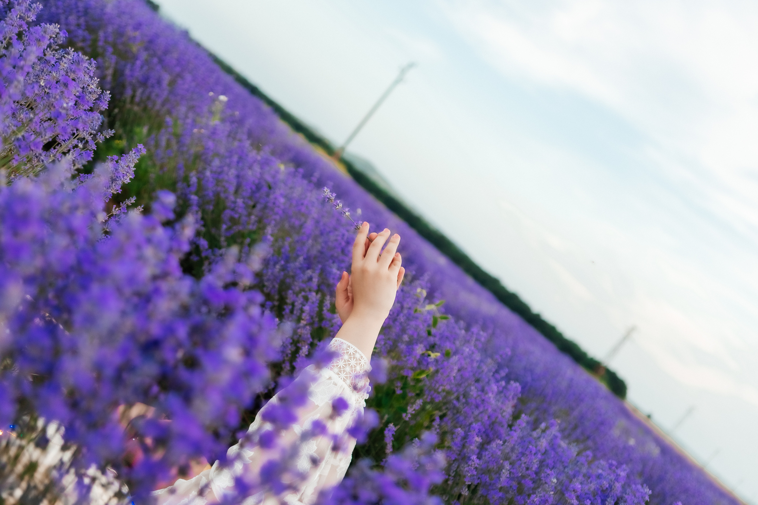 Фоторазходка Лавандула. Фотограф Ирина Йотова