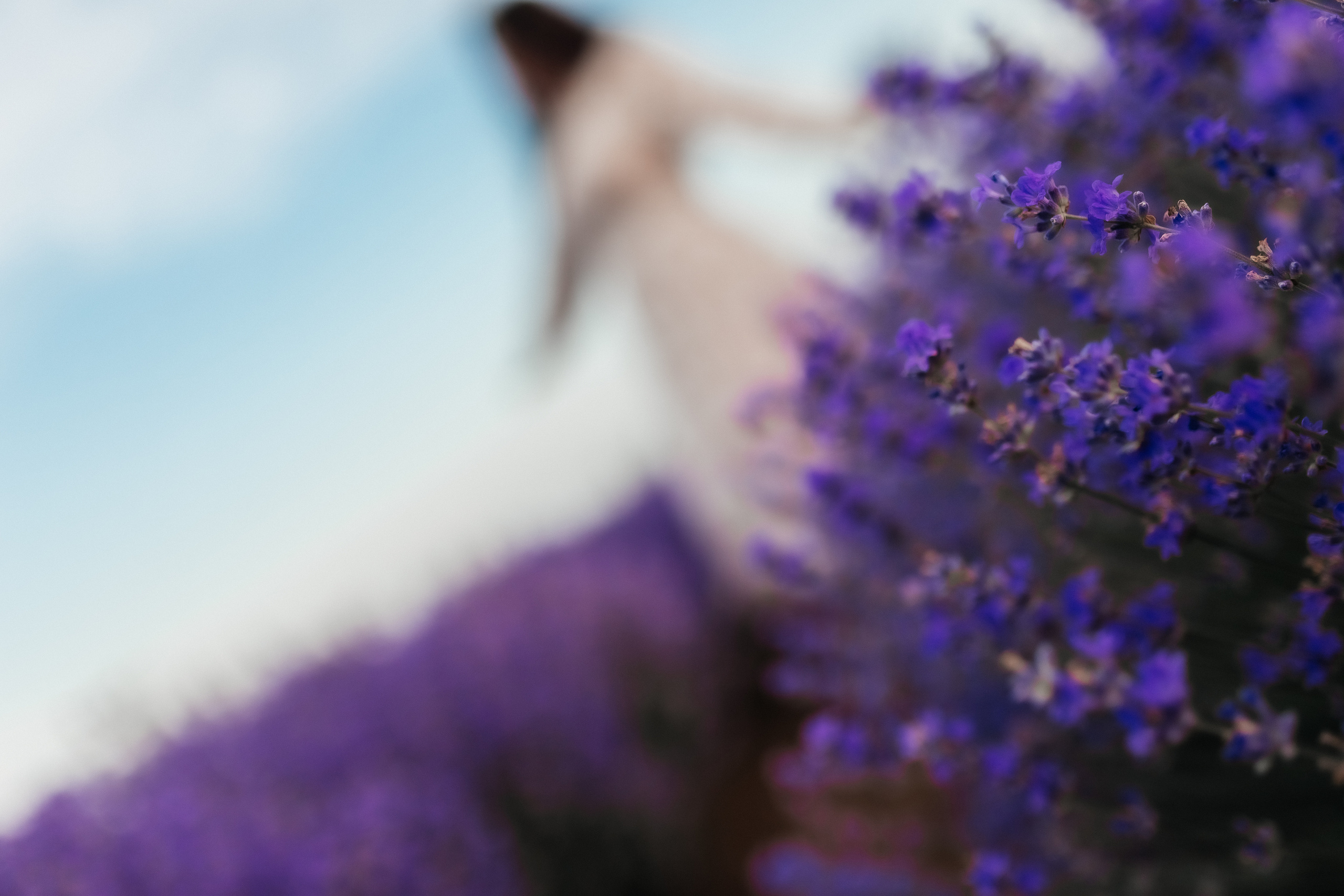 Фоторазходка Лавандула. Фотограф Ирина Йотова