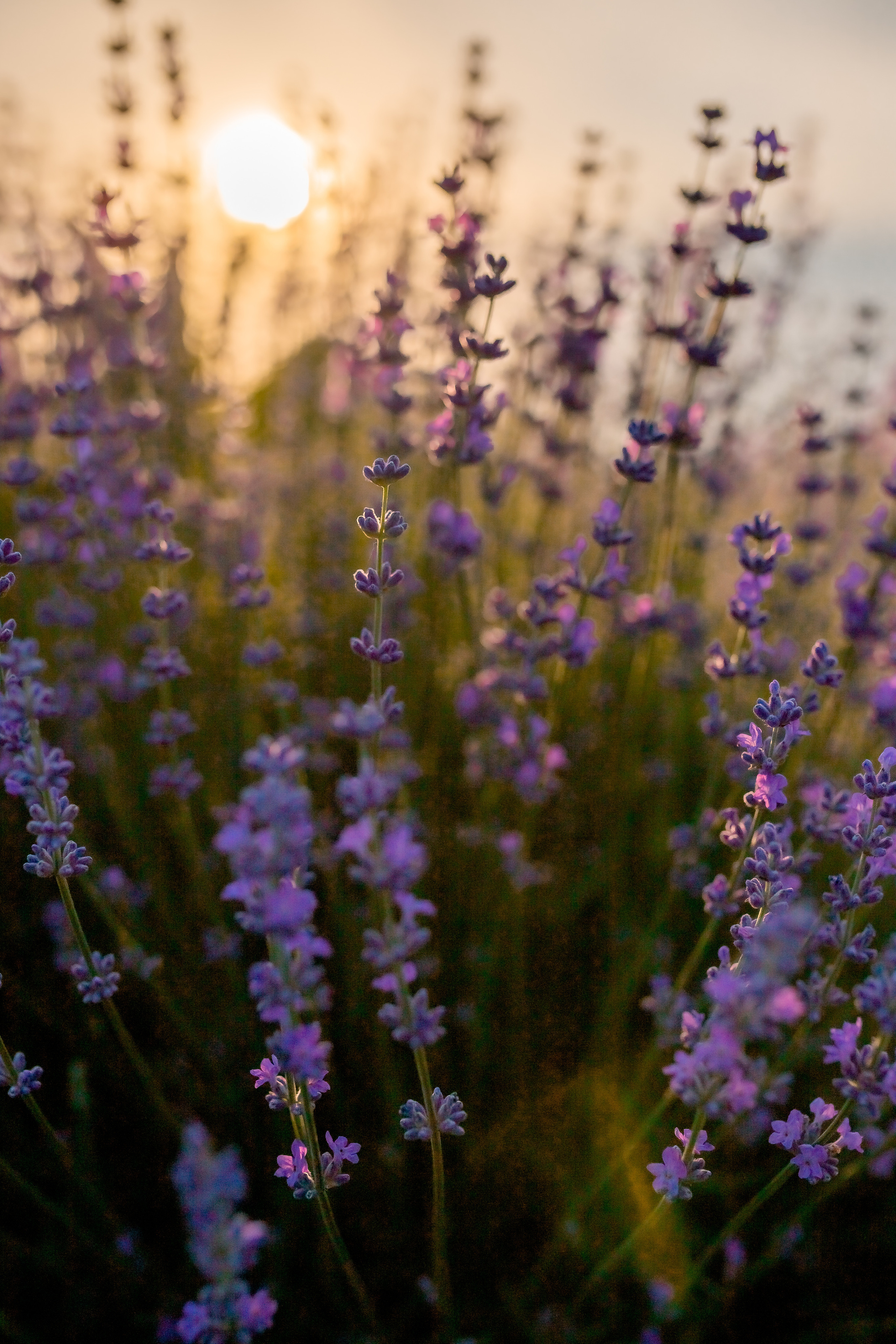 Фоторазходка Лавандула. Фотограф Ирина Йотова