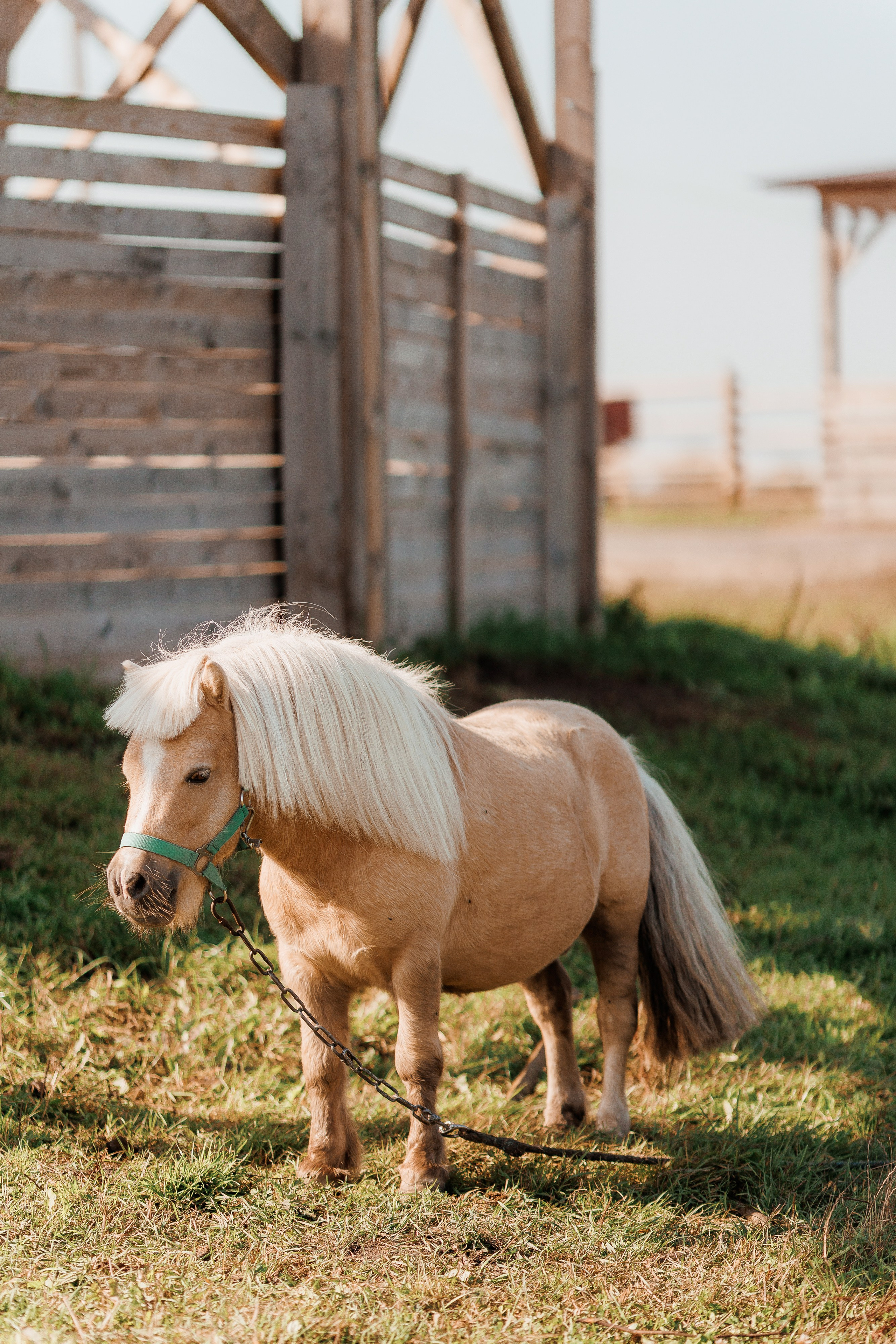 Екопарк Аміла. Ірина Терещук