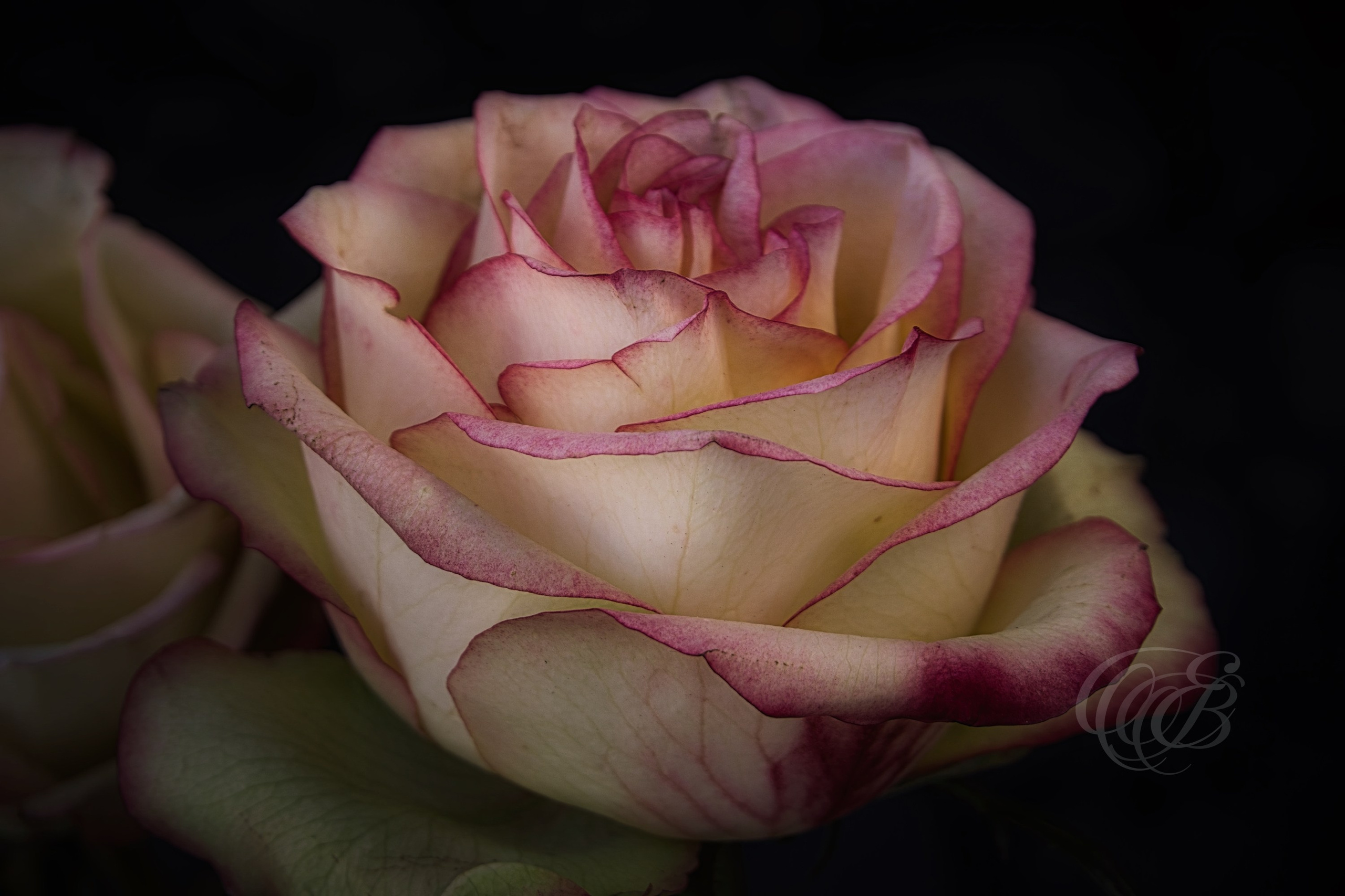 Rome Italy — Campo de’ Fiori Rose Up Close — Eduardo Bartoli Fine Art Photography — Close-up photograph of a blooming rose in Campo de’ Fiori square, Rome, Italy — photography by Eduardo Bartoli.