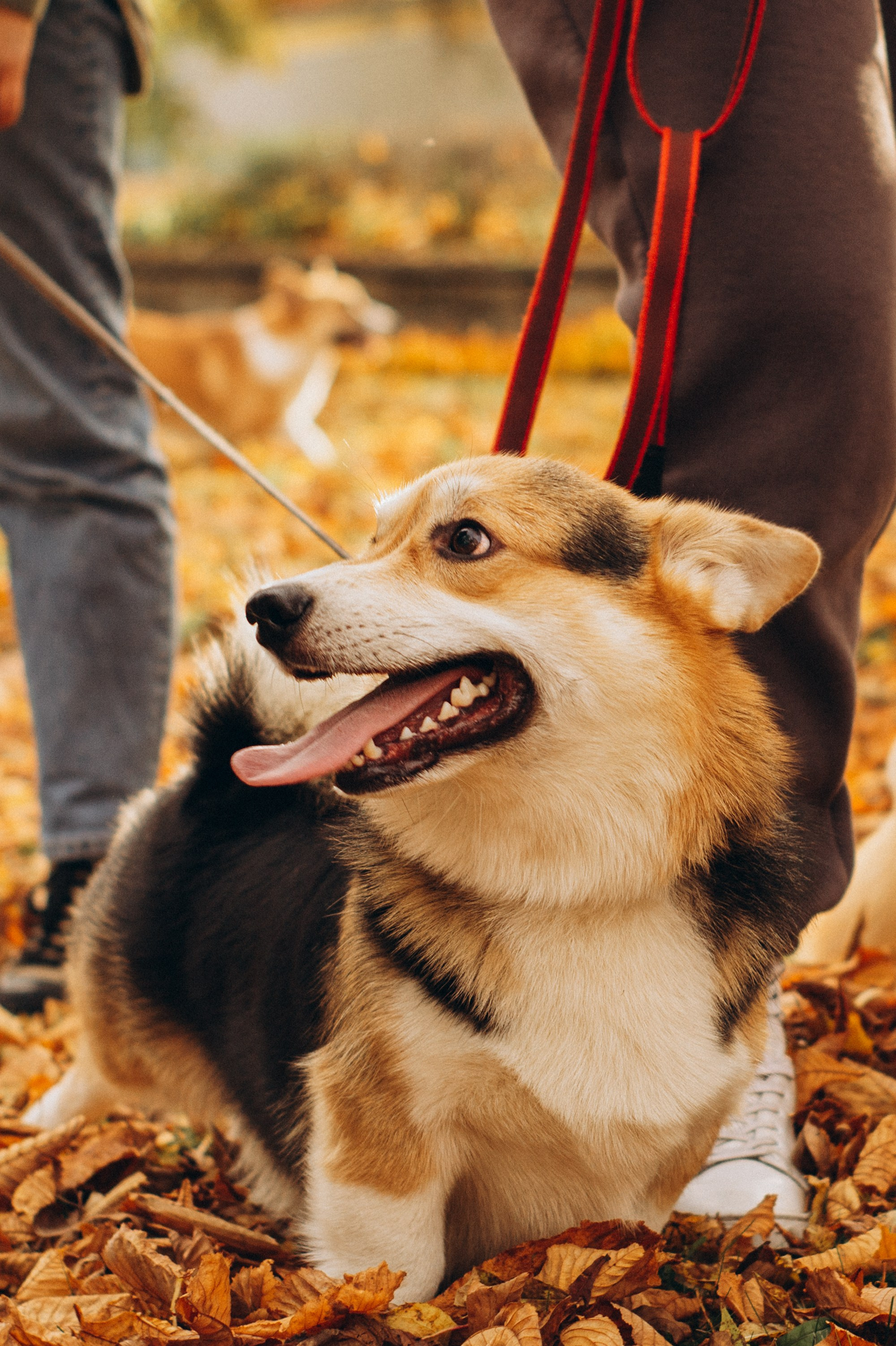 Corgi party, october. Kat Laisaar — Pet photographer in Tallinn