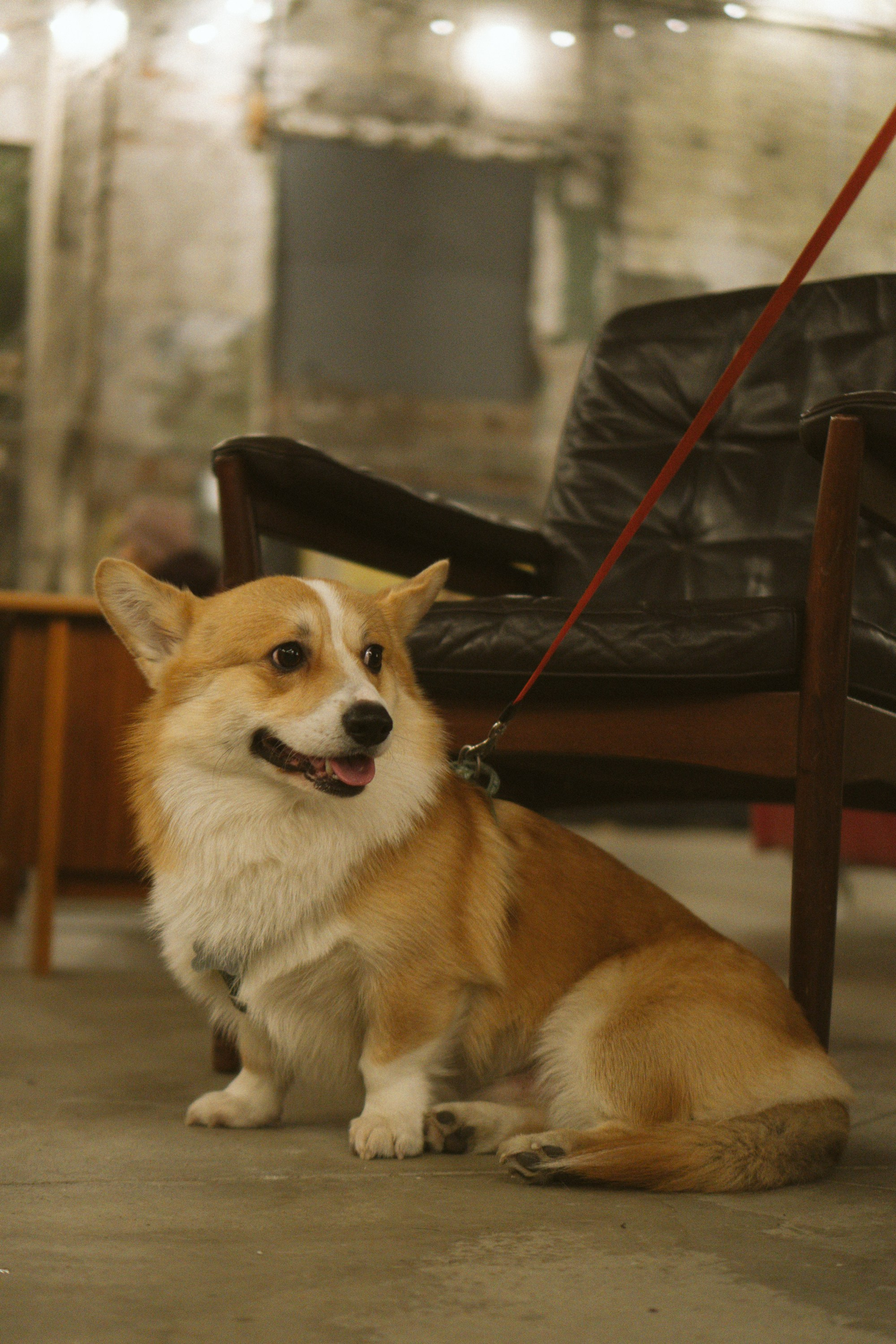 Corgi Fest, Christmas edition. Kat Laisaar — Pet photographer in Tallinn