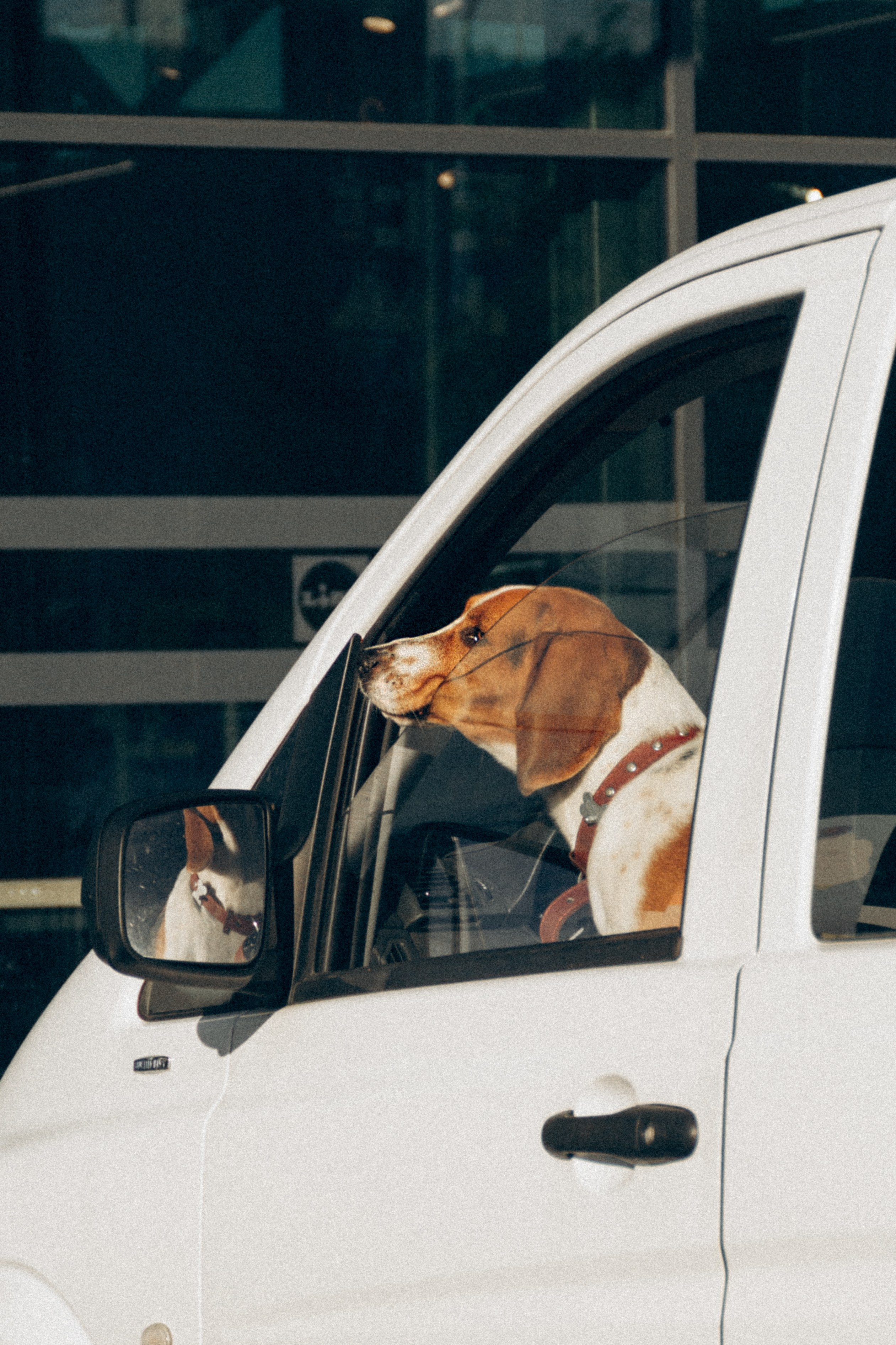 Dog Street Photography in Estonia. Kat Laisaar — Pet photographer in Tallinn