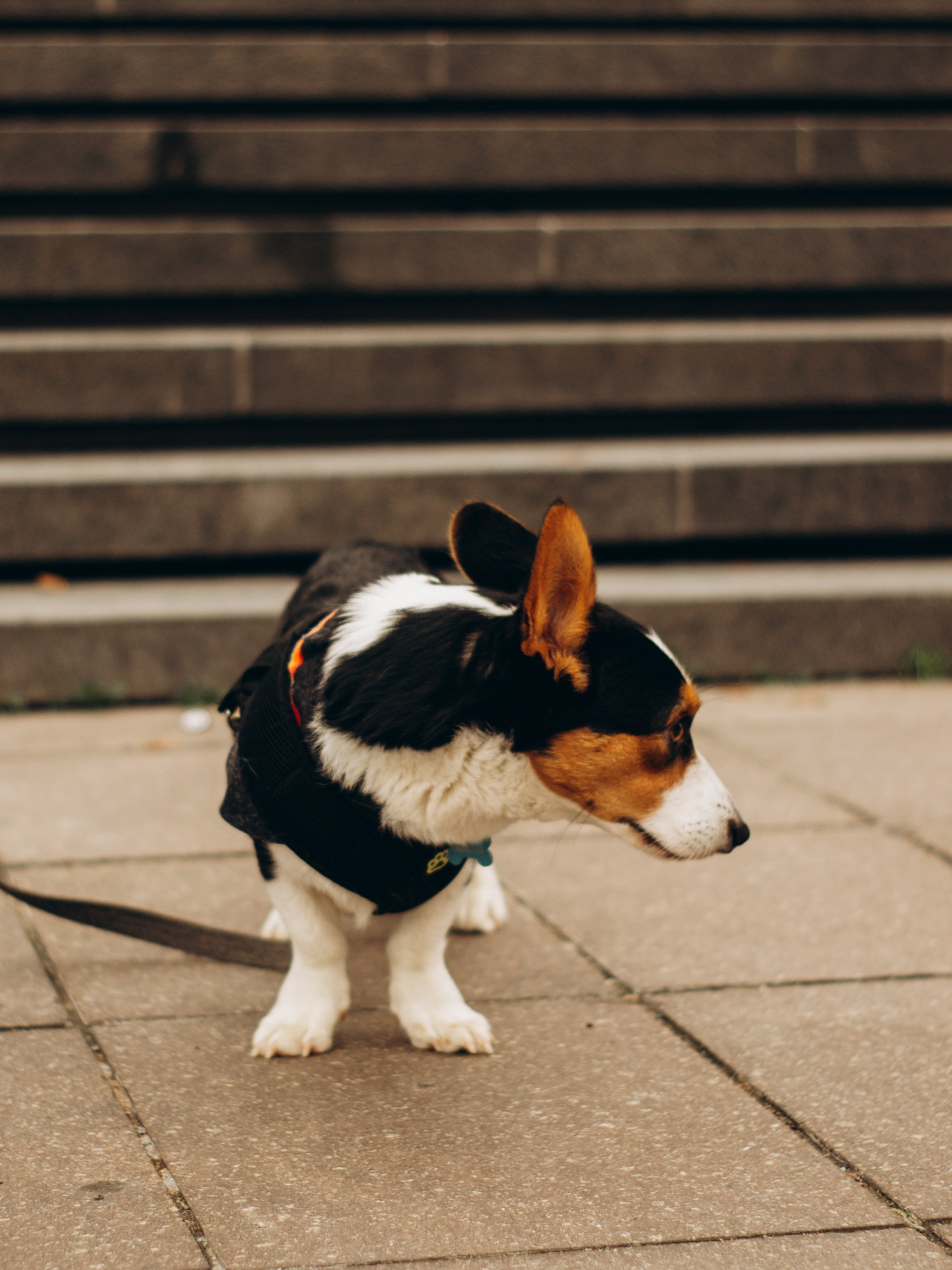 Corgi party, september. Kat Laisaar — Pet photographer in Tallinn