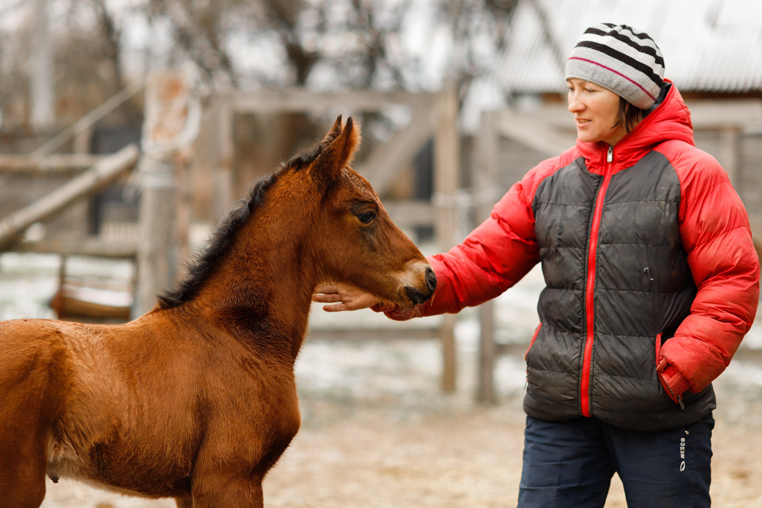 Winter stable. Kaja | fotograf psów we Wrocławiu