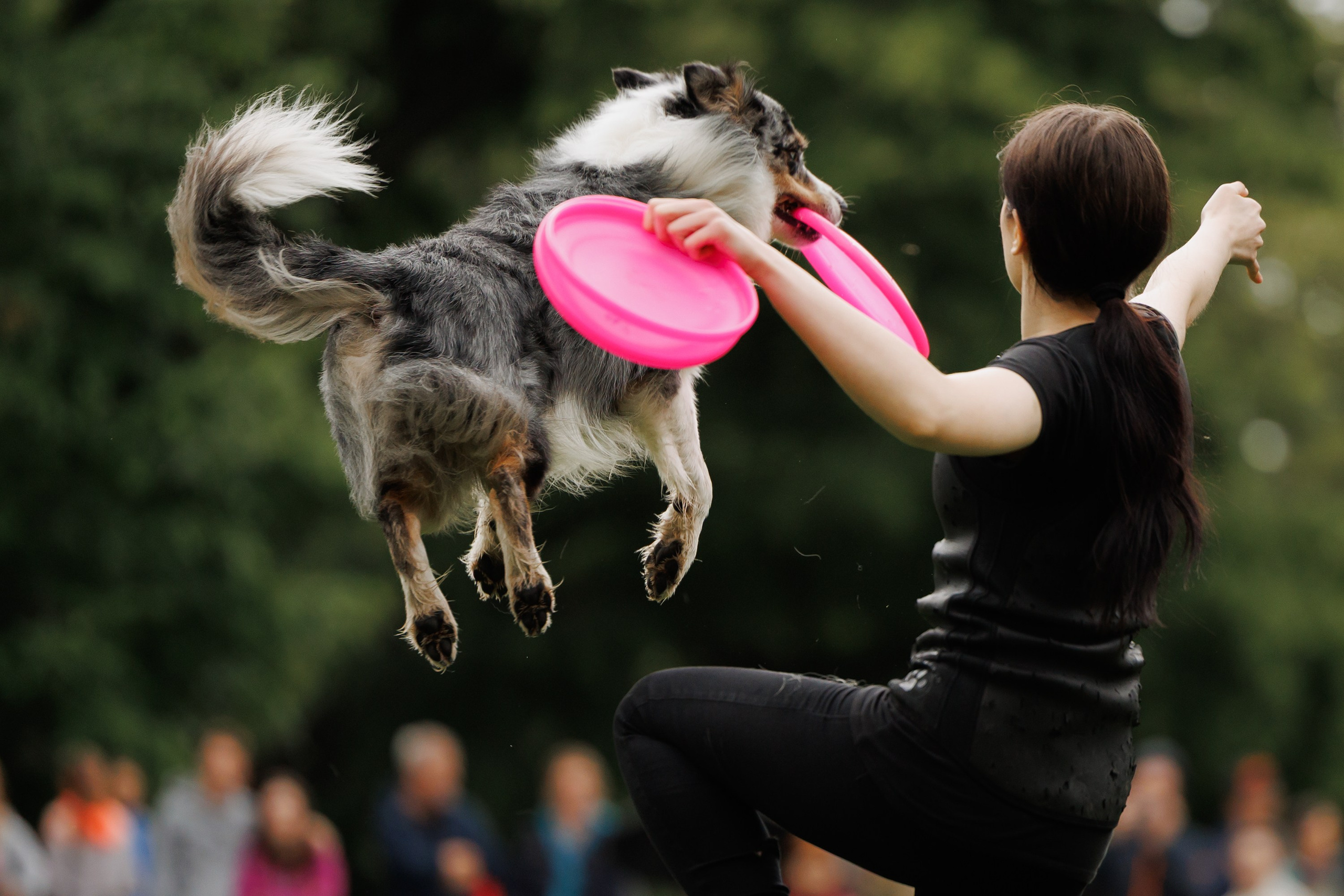 Latające psy, Wrocław'25. Kaja | fotograf psów we Wrocławiu