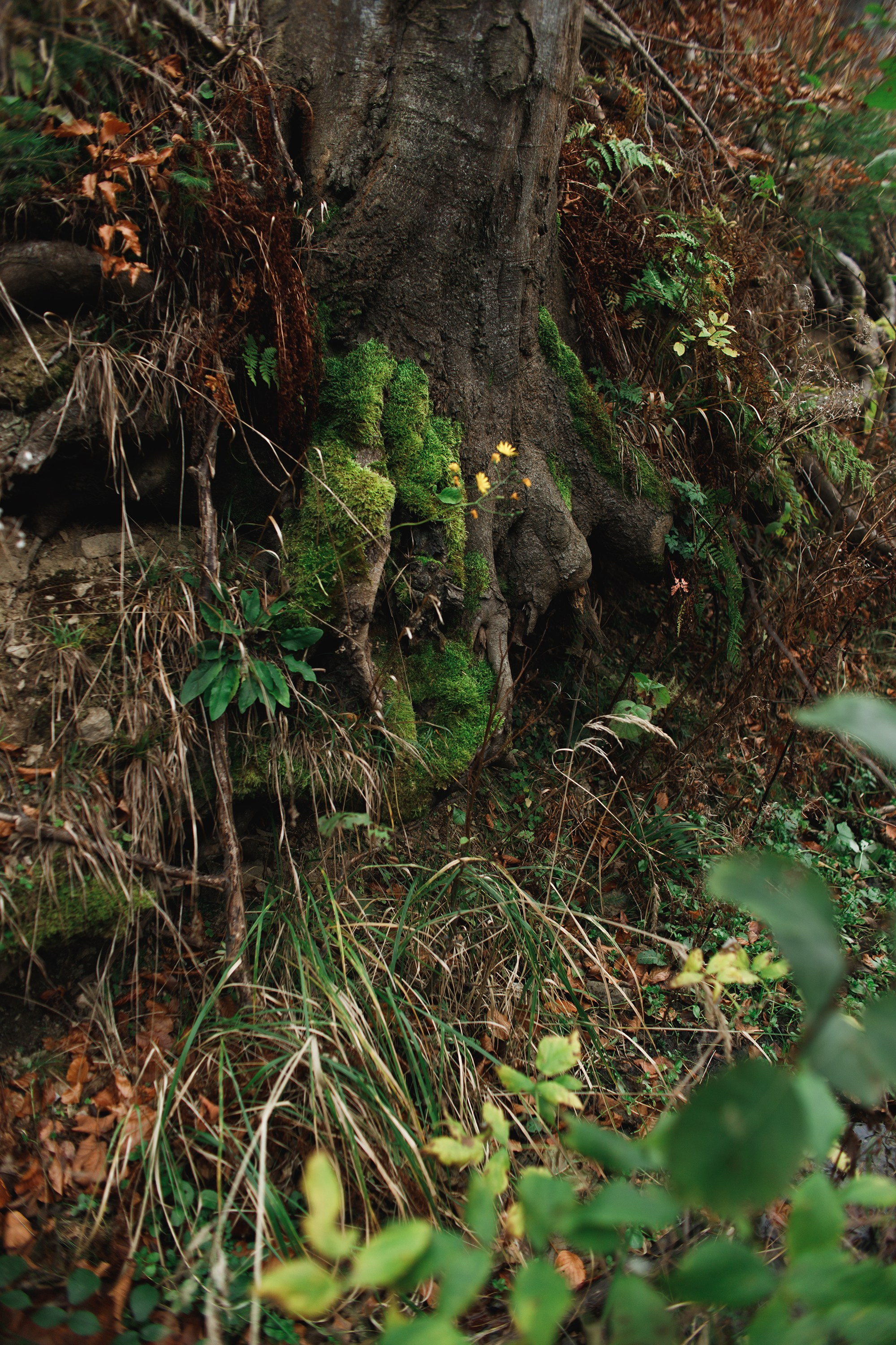 Sowie góry. Kaja | fotograf we Wrocławiu | ludzie i psy