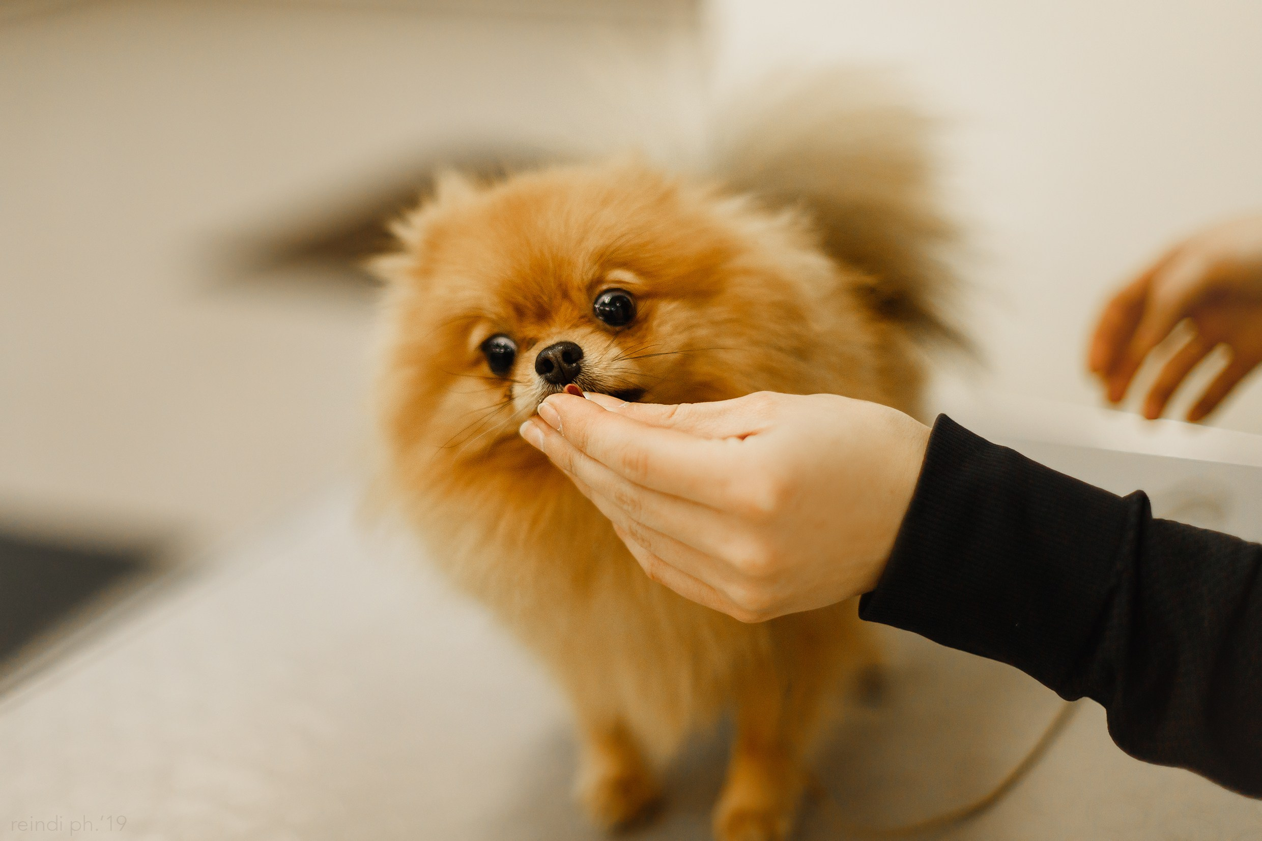 Dog handling hall. Kaja | fotograf we Wrocławiu | ludzie i psy