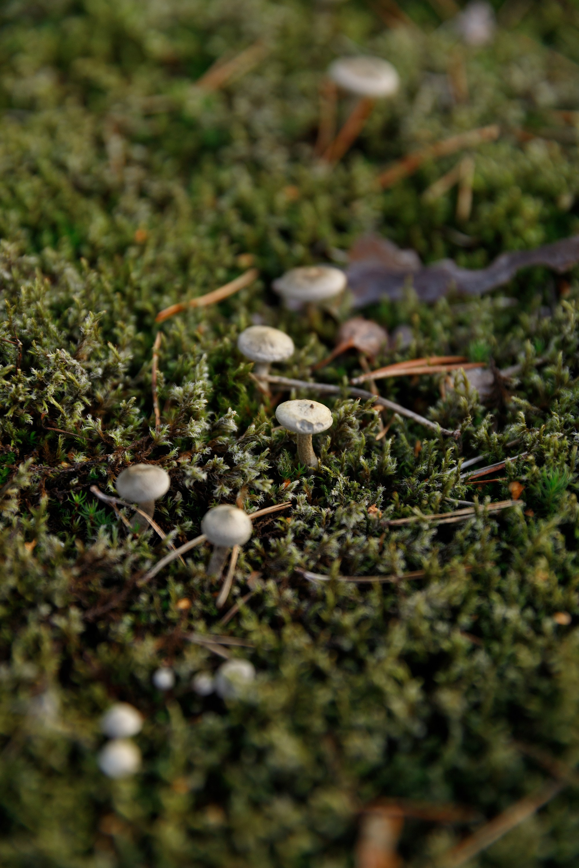 Turku. Kaja | fotograf psów we Wrocławiu