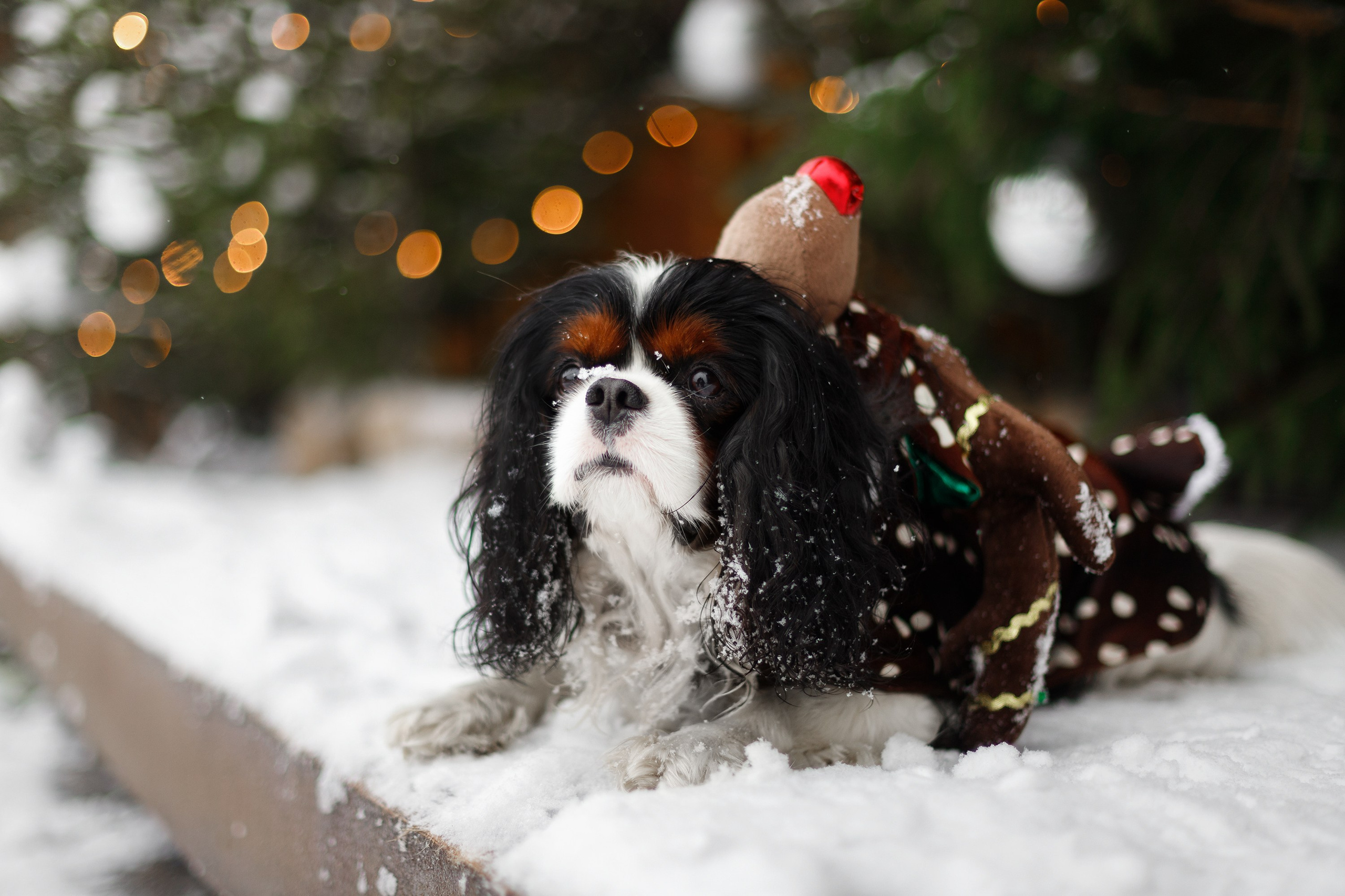 Uliana & winter spaniels. Kaja | fotograf psów we Wrocławiu