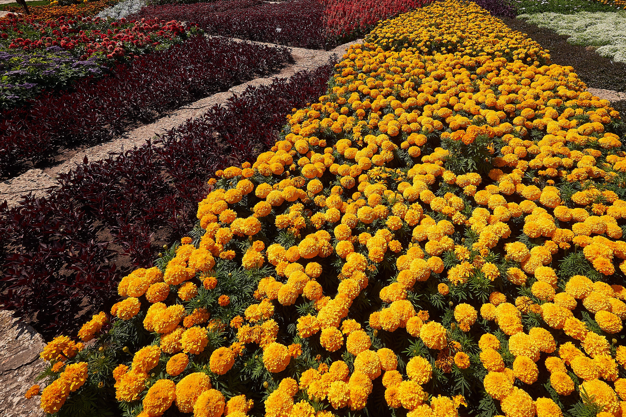 Flori. Pagina principală