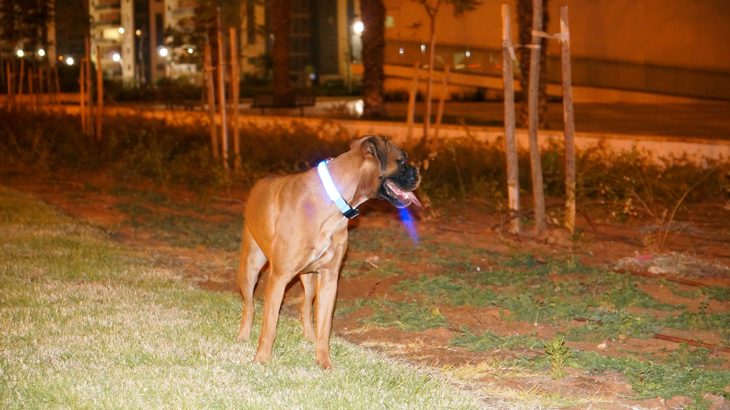 My ״Star״ Boxer Dog