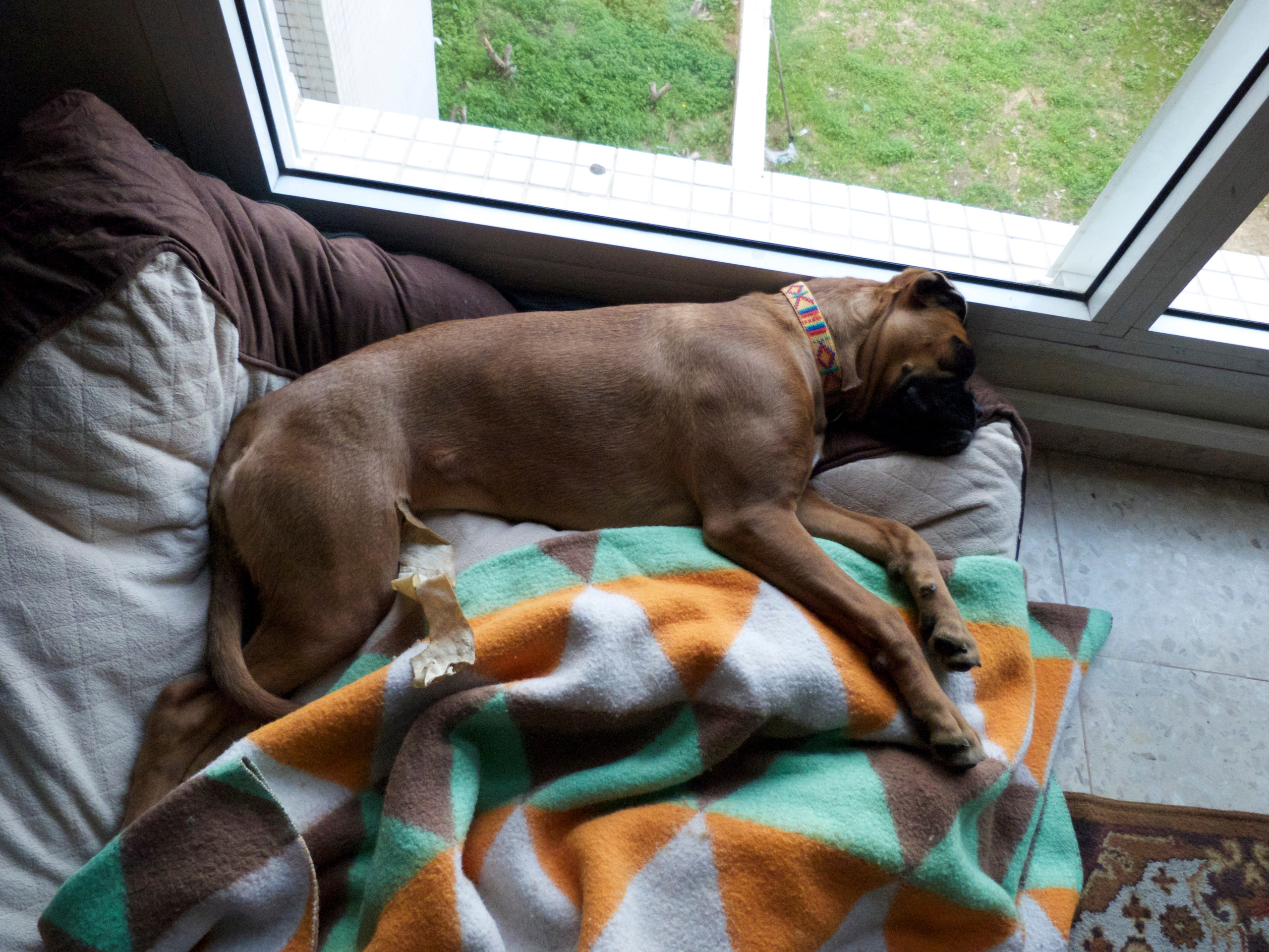 My ״Star״ Boxer Dog