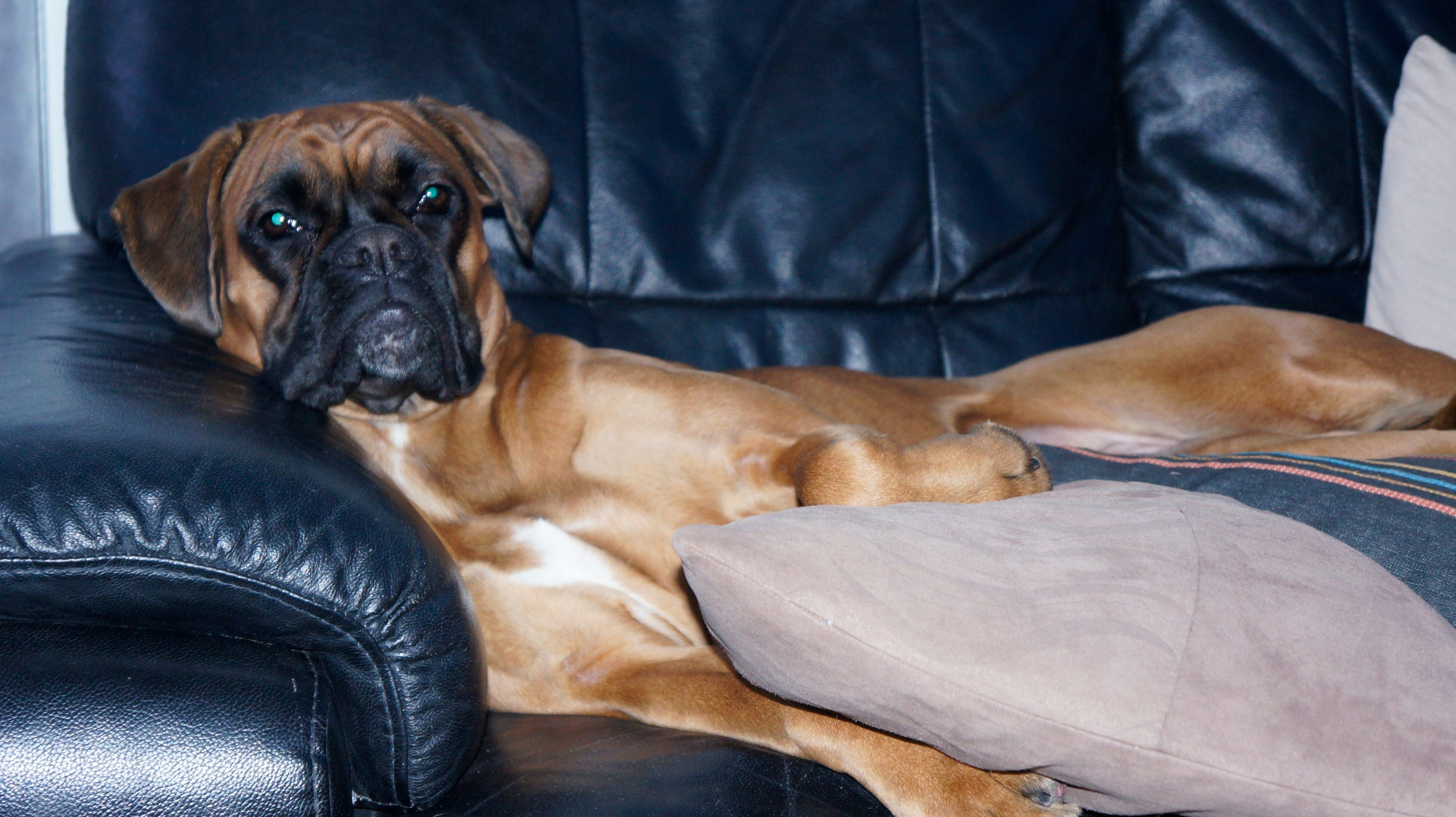 My ״Star״ Boxer Dog