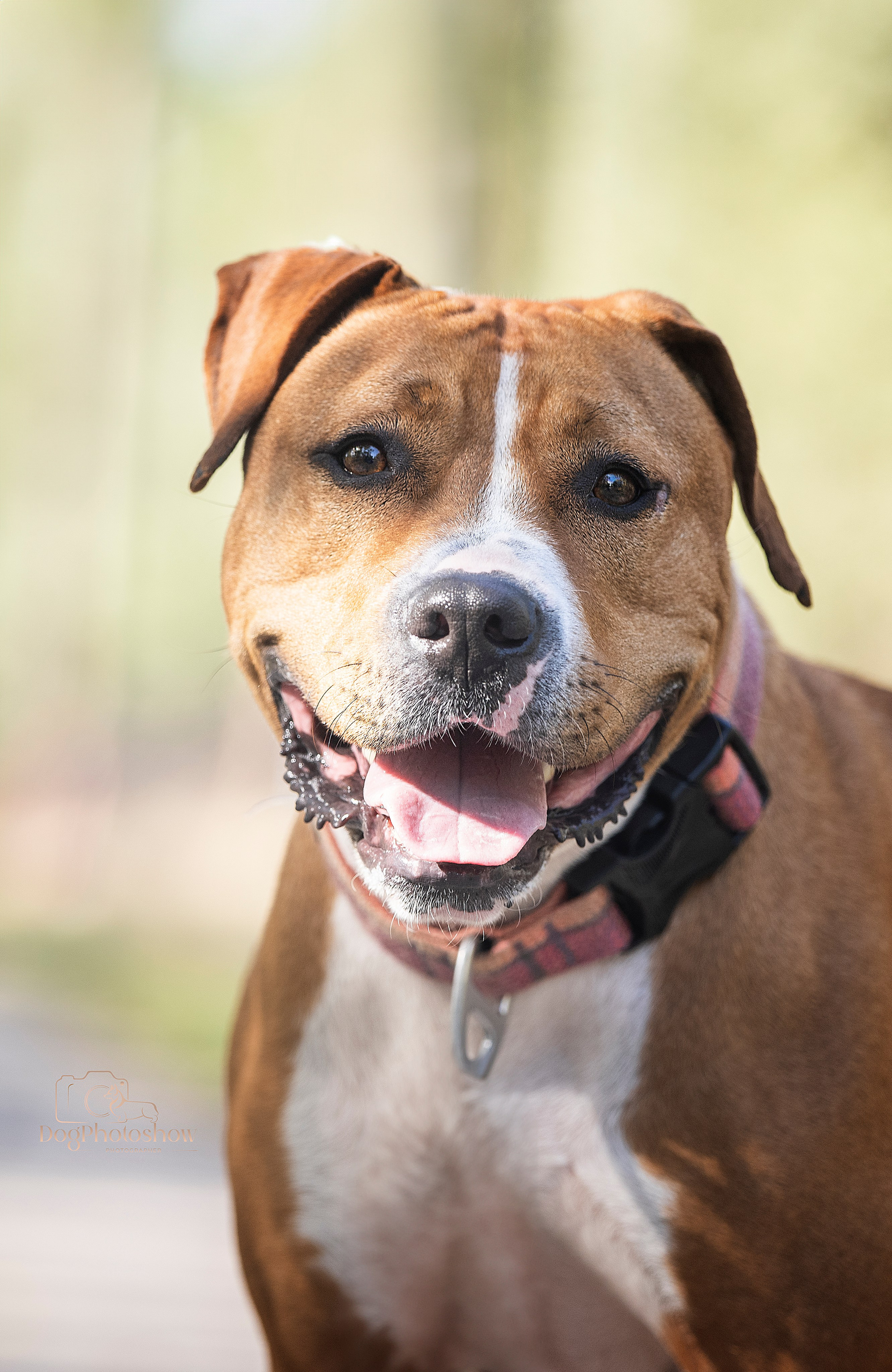 📸 8. Katerina Royter Pet Photographer North Florida