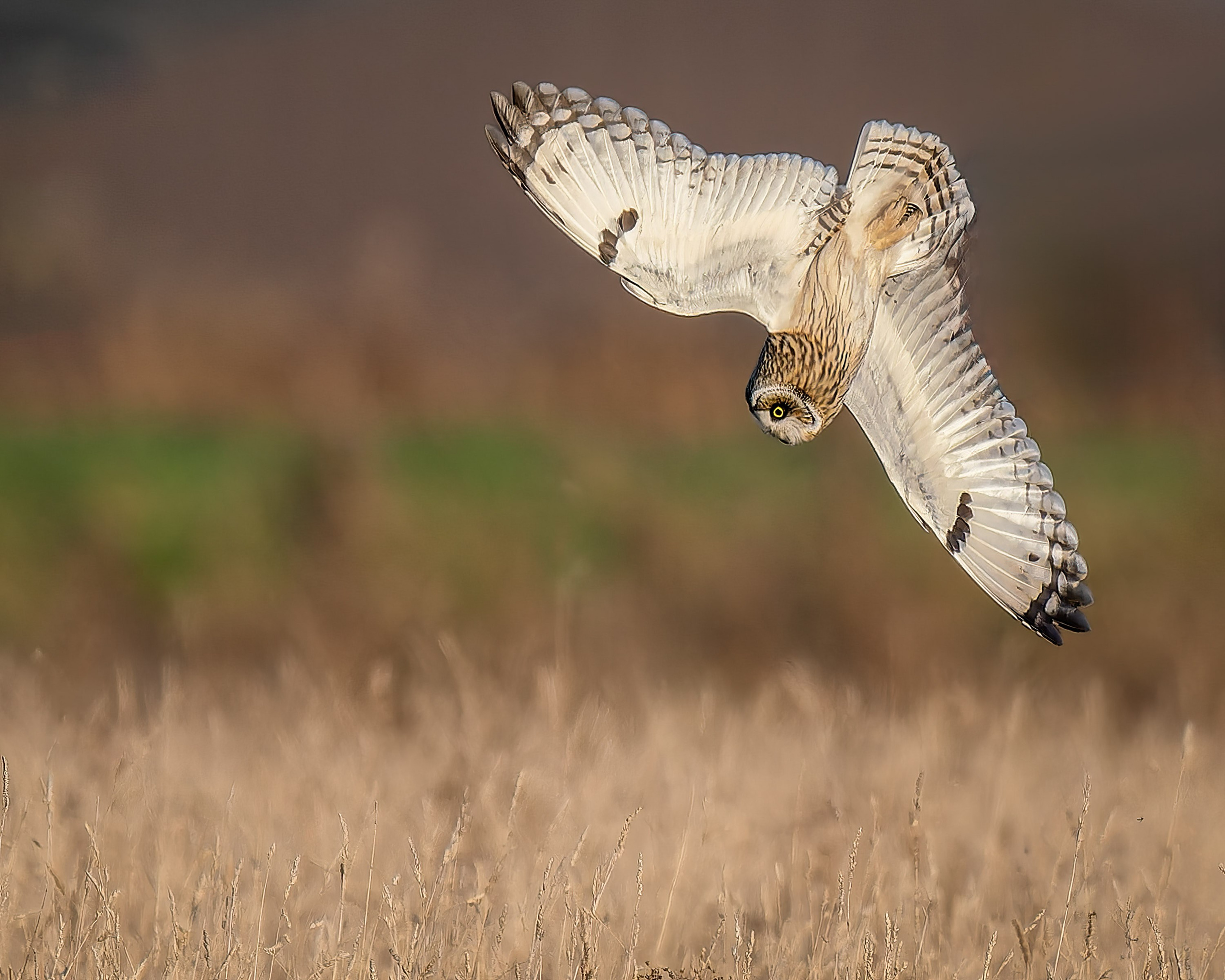 UK Wildlife Photography Gallery. Hedley Wright Photography | East Anglia Sport, Street, Wildlife, Landscape & Astrophotography