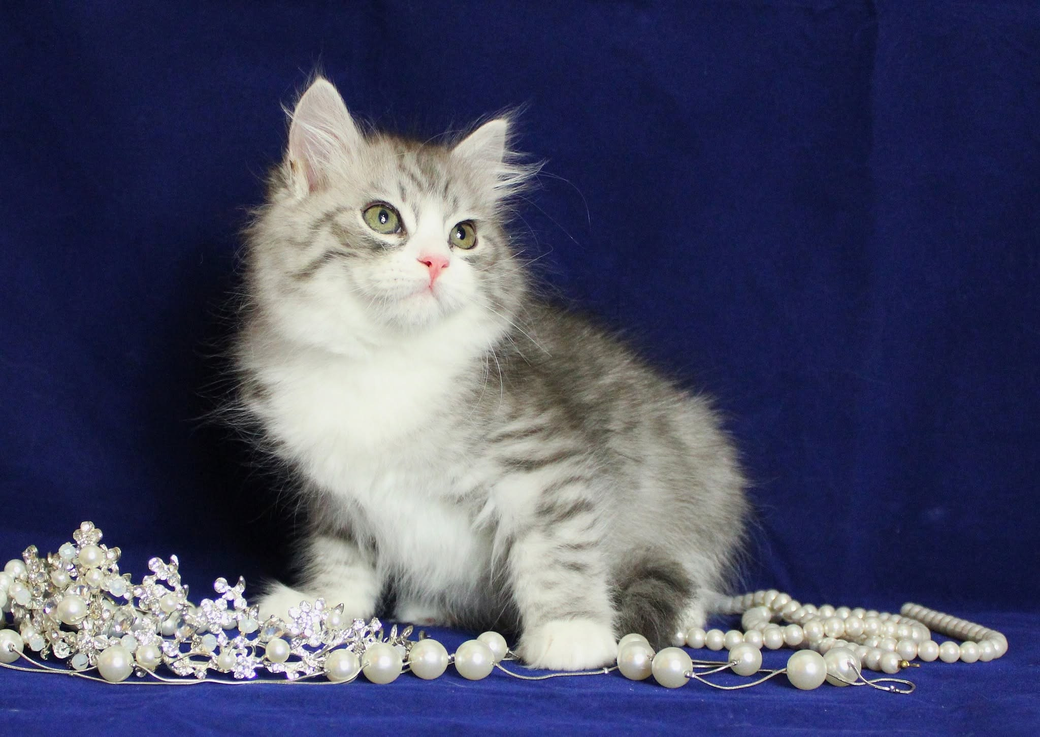 Katzen | Females. SIBERIALIS: Katzenzucht von Sibirischen und Neva Masquarade Katzen