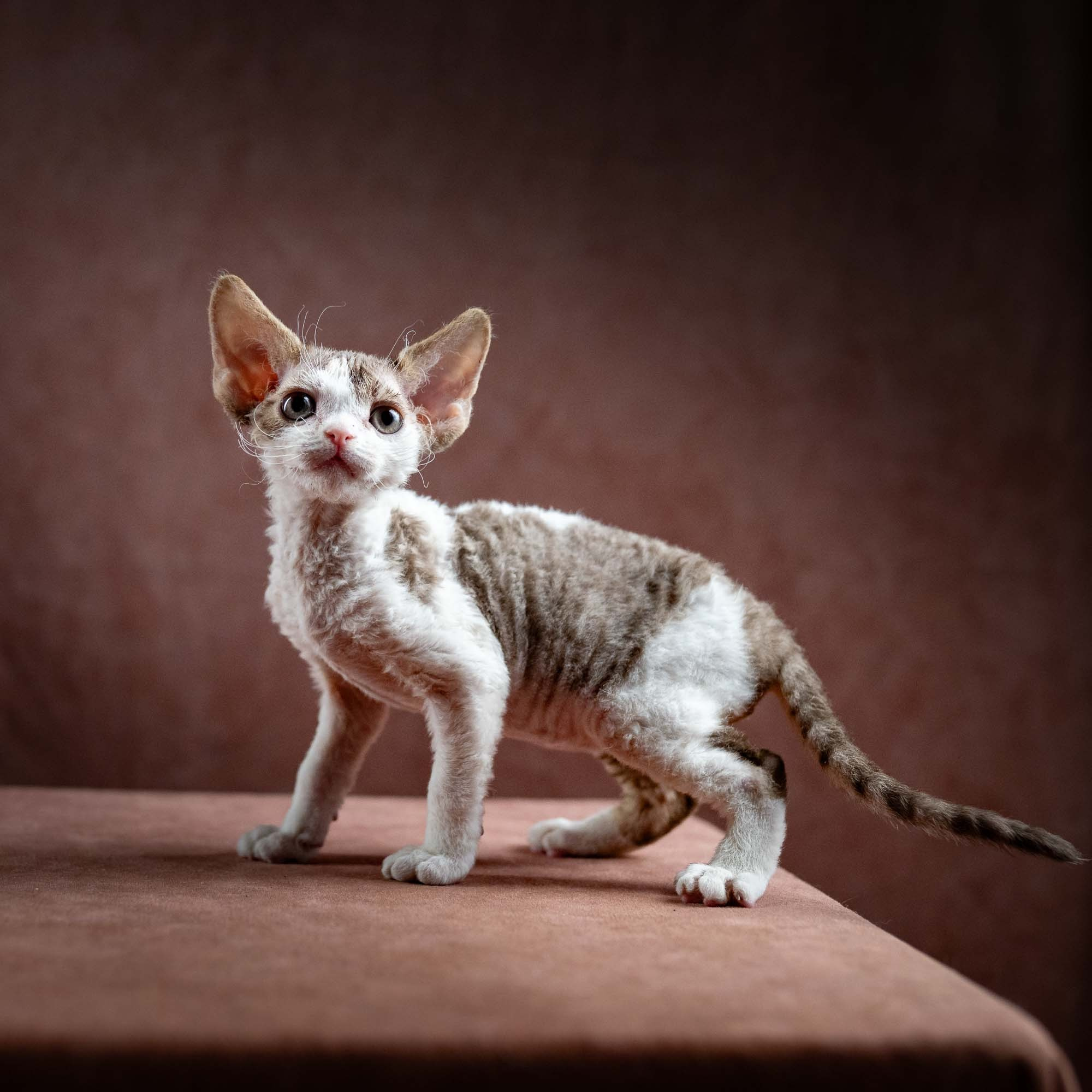 Hermes, boy, born 04.20.25. Devon Rex Pixie Cattery