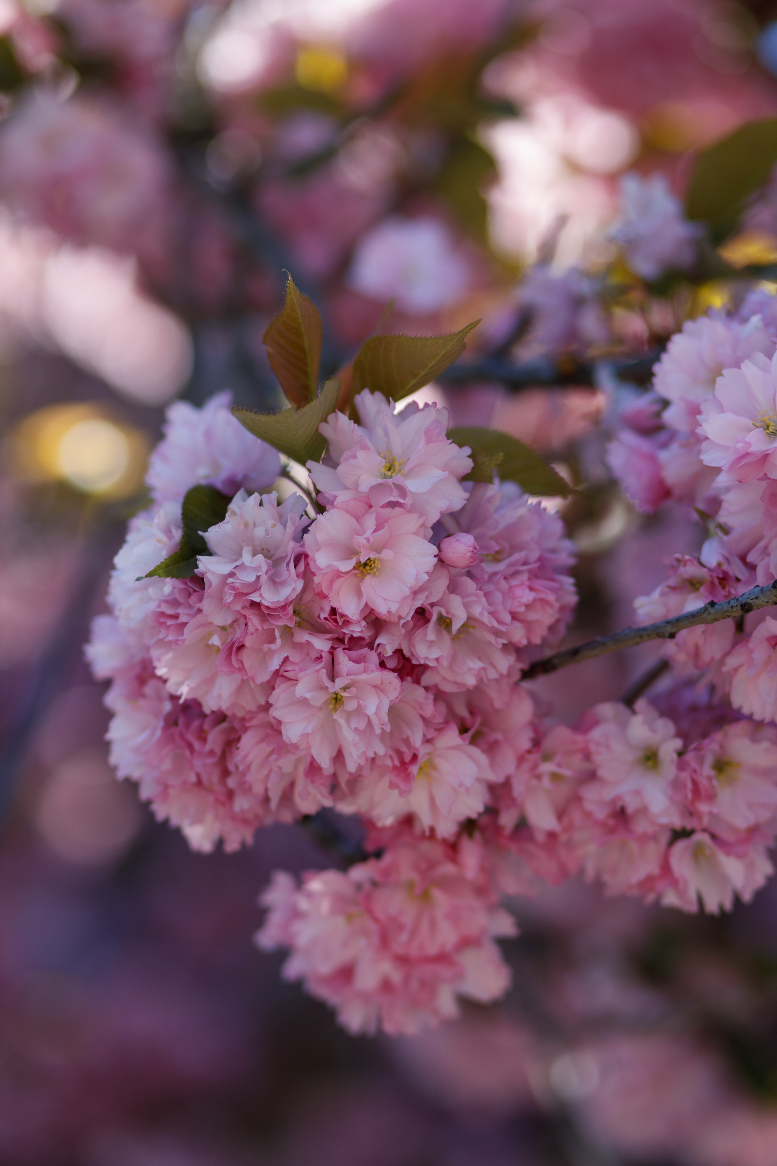 Сакура. Весільний та сімейний фотограф Наталія Дудник. Дніпро, Україна/Європа