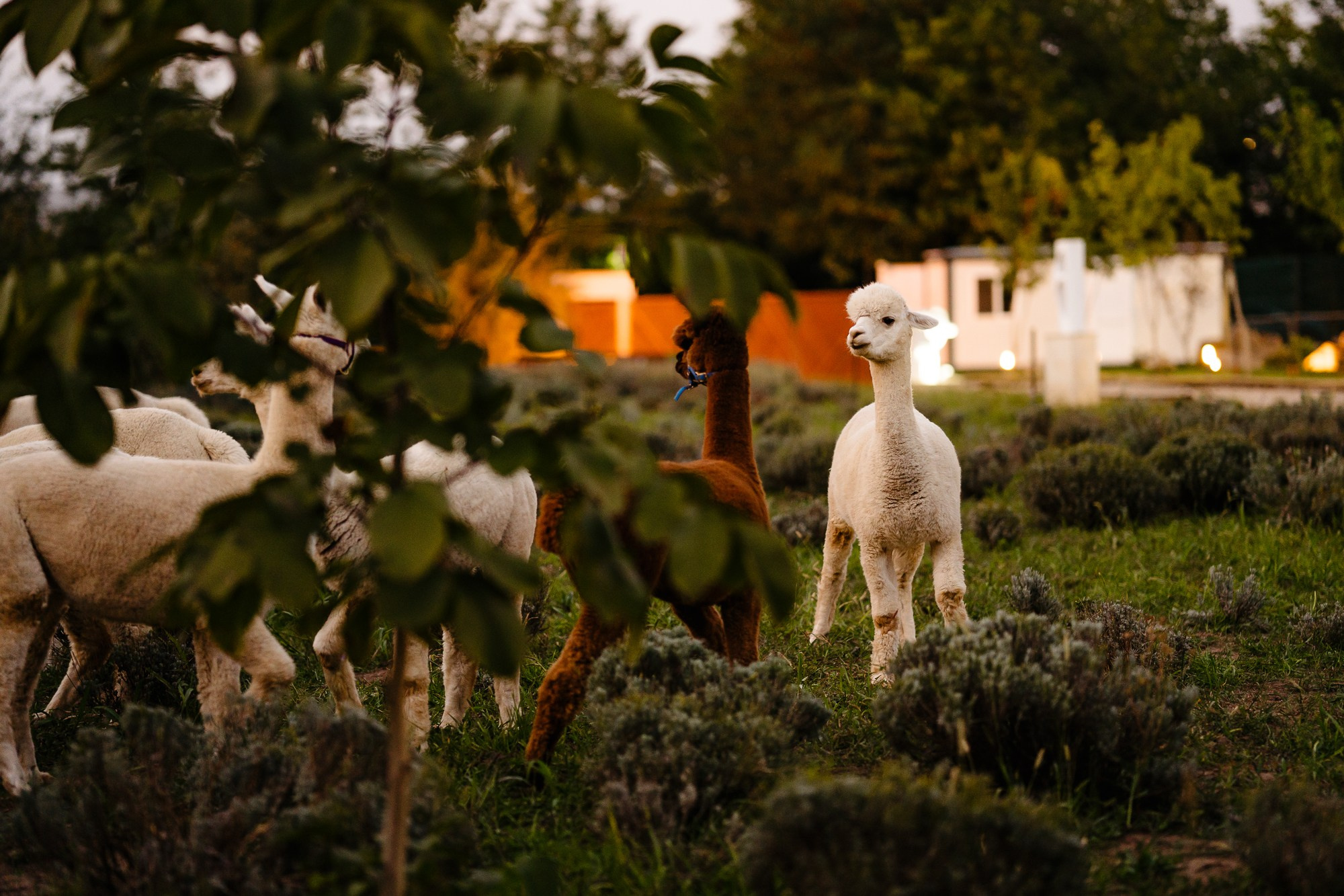 Fotografie Horeca. Fotograf Corporate Business