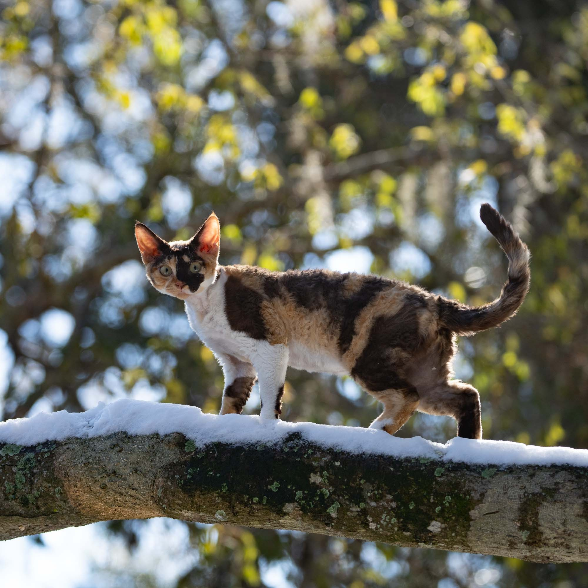 Dottie, girl, born on 06.06.24 NOT AVAILABLE. Devon Rex Pixie Cattery