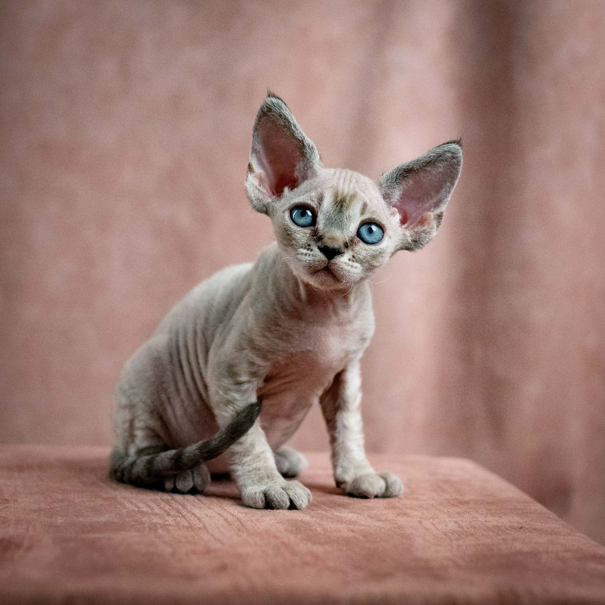 Nellie, girl, born 01.17.26. Devon Rex Pixie Cattery
