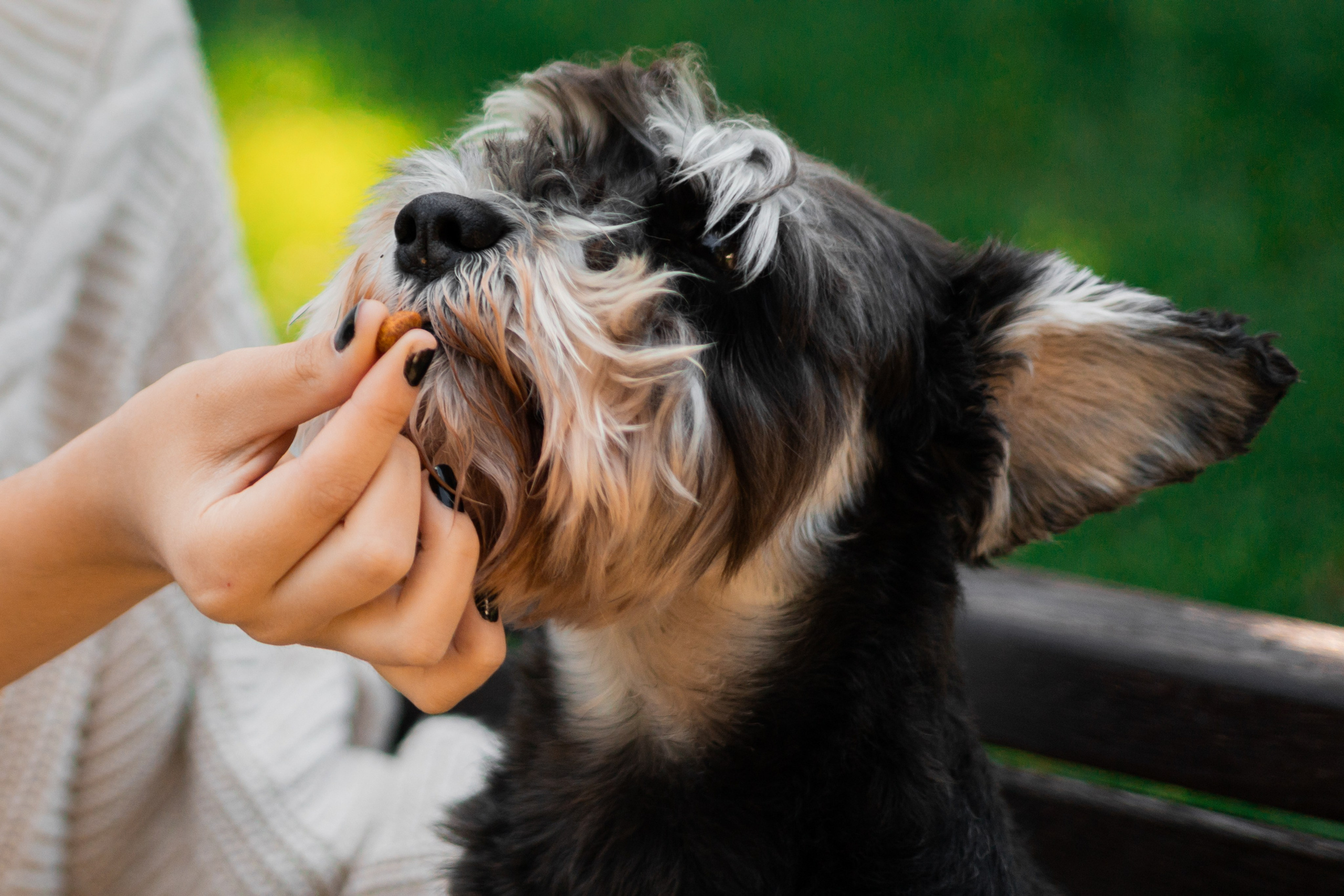 Алёна и Джерри. Фотограф-анималист | Белград