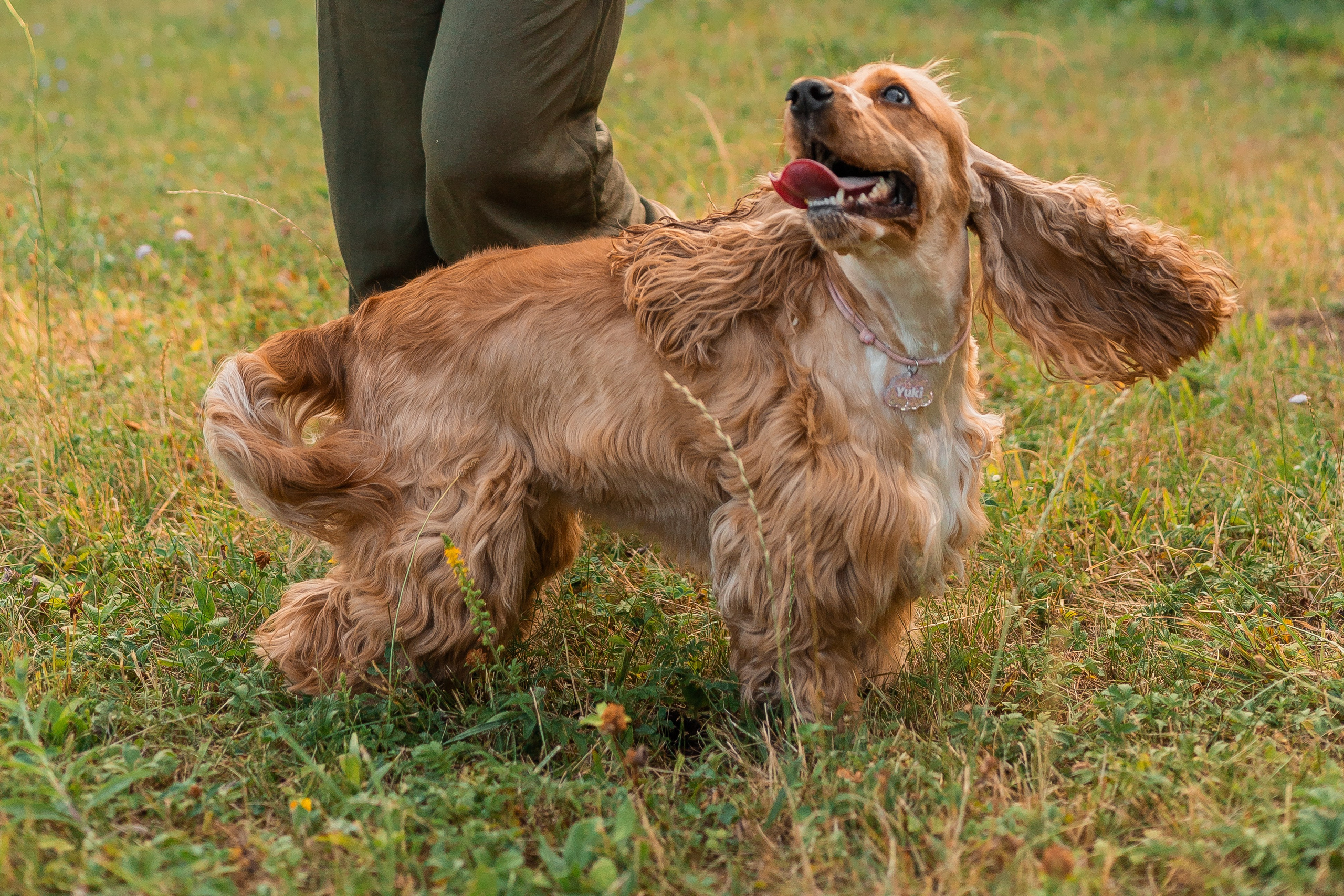 Алина и Юки. Фотограф-анималист | Белград