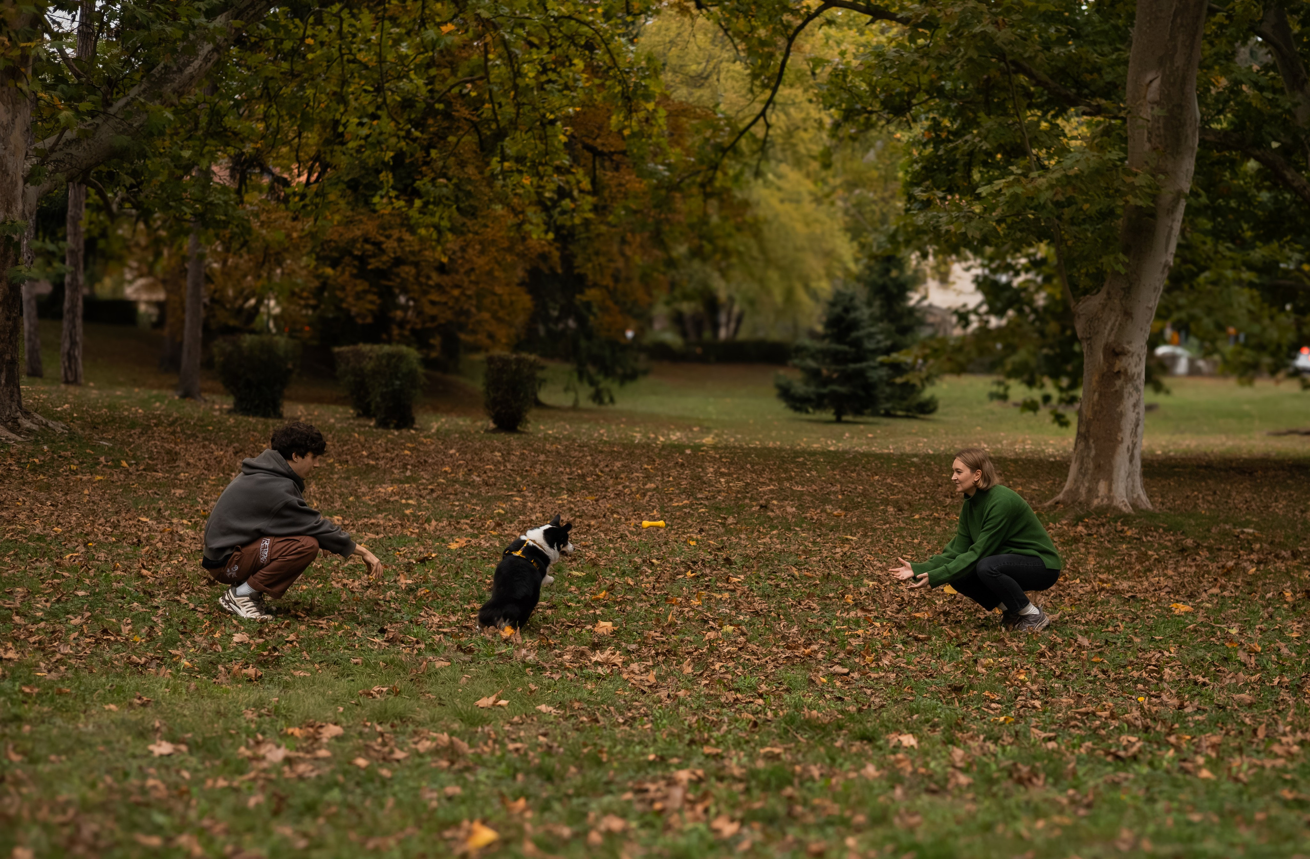 Даня, Аня и Плюша. Фотограф-анималист | Белград