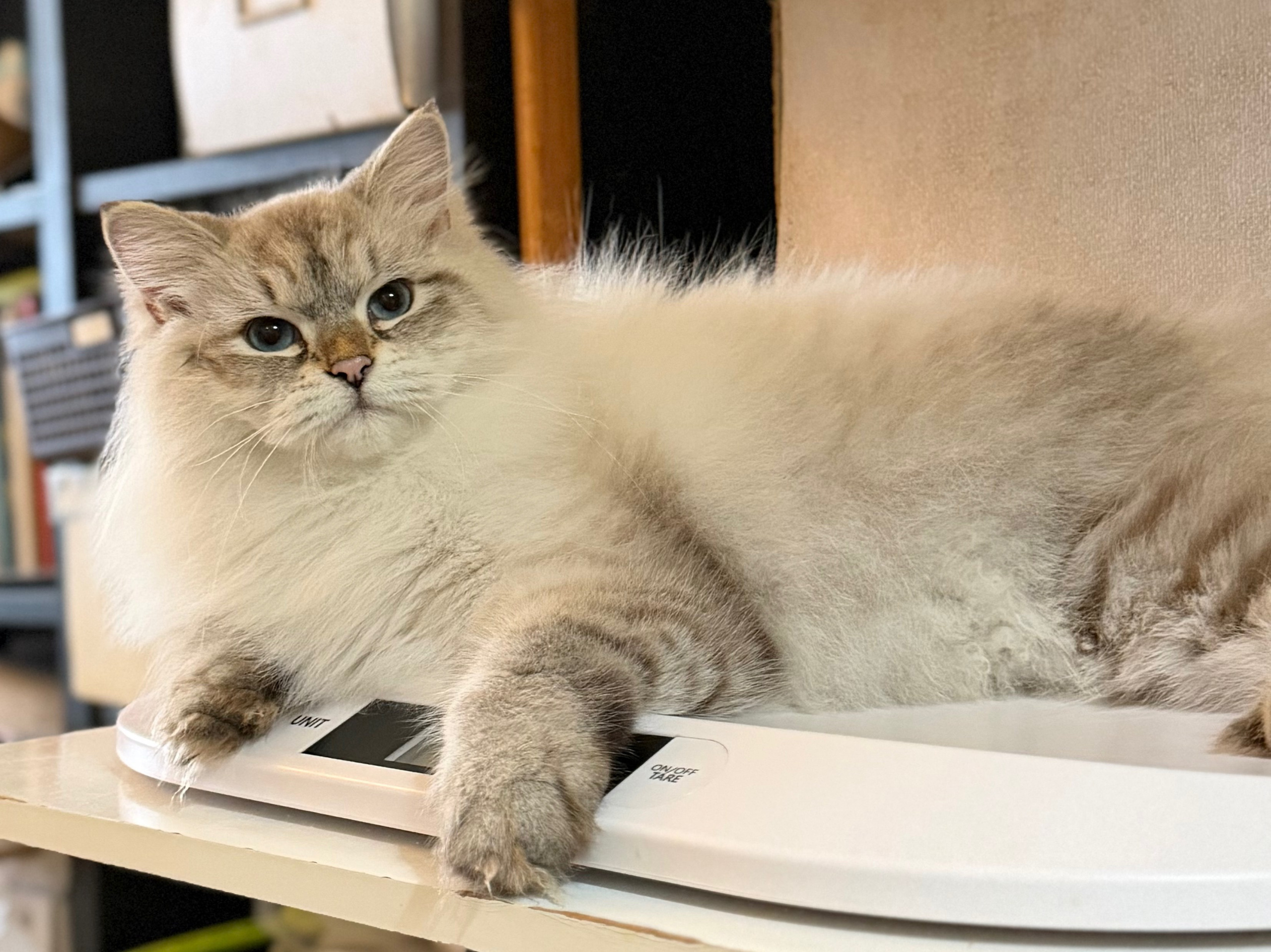 LEMON GREEN SIBERIANS AIUSHA