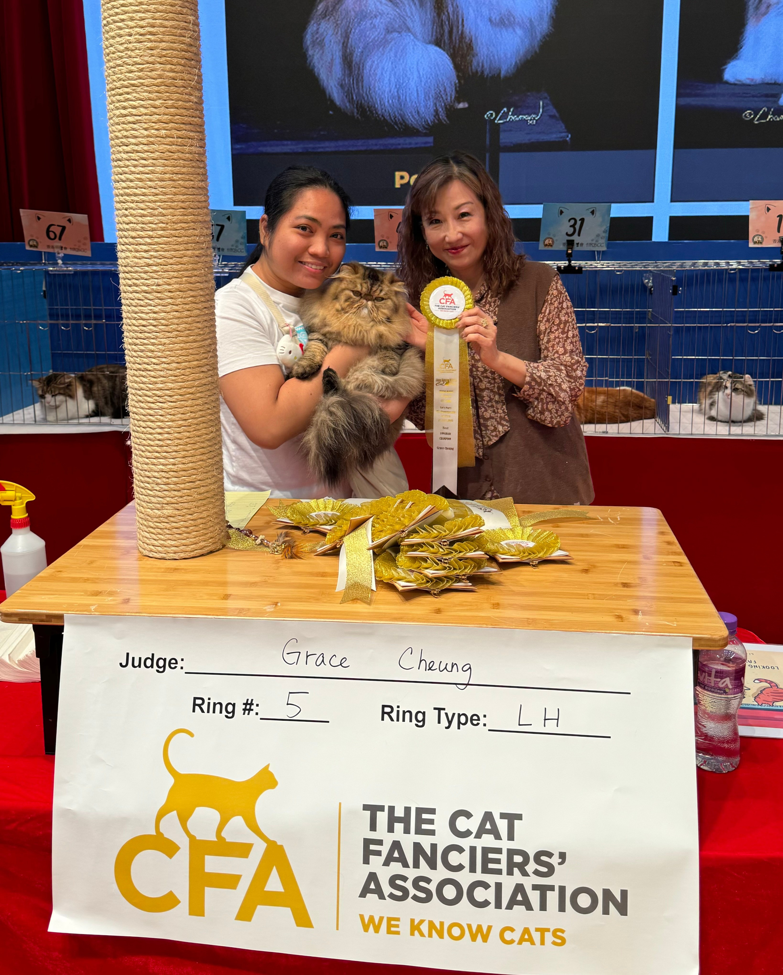 LEMON GREEN BEAR BENJAMIN (1 SHOW GRAND with 160 points )BROWN MACTABBY EXOTC LONGHAIR MALE into all finals. The Best Longhair Champion by Grace Cheung 2nd Best Longhair Champion by Edward Maeda  5th Best Allbreed Champion by Edward Maeda 3rd Best Longhair Champion by Suki Wong. 4th Best Allbreed Champion by Suki Wong 5th Best Longhair Champion by Chris Merritt 4th Best Longhair Champion by John Webster A big show with 150 cats! Very tough and challenging but We still got these wonderful results ❤️ Thanks to all owners for taking great care of them, alMaggie Kwan Dolly-Chinyan Dolly-Chiny for grooming Bear in top condition! Thanks to all judges who loved my cats and the organizer who held this great show!