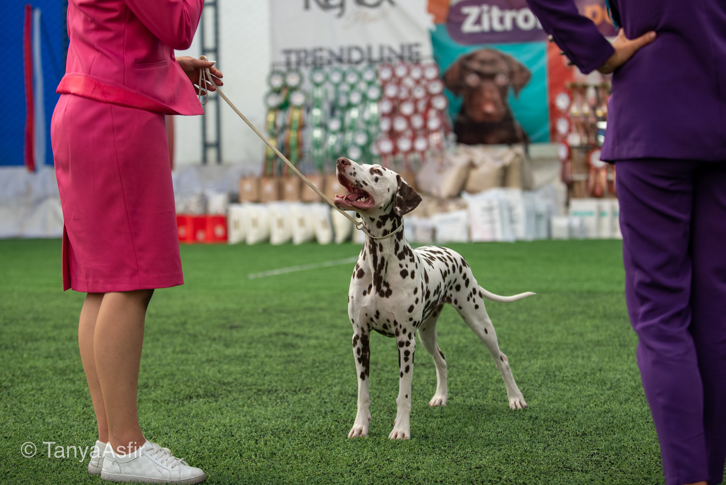 Professional dog photography: agility, frisbee, obedience, IGP. Tanya Asfir — Pet & Animal Photographer | Belgrade, Serbia