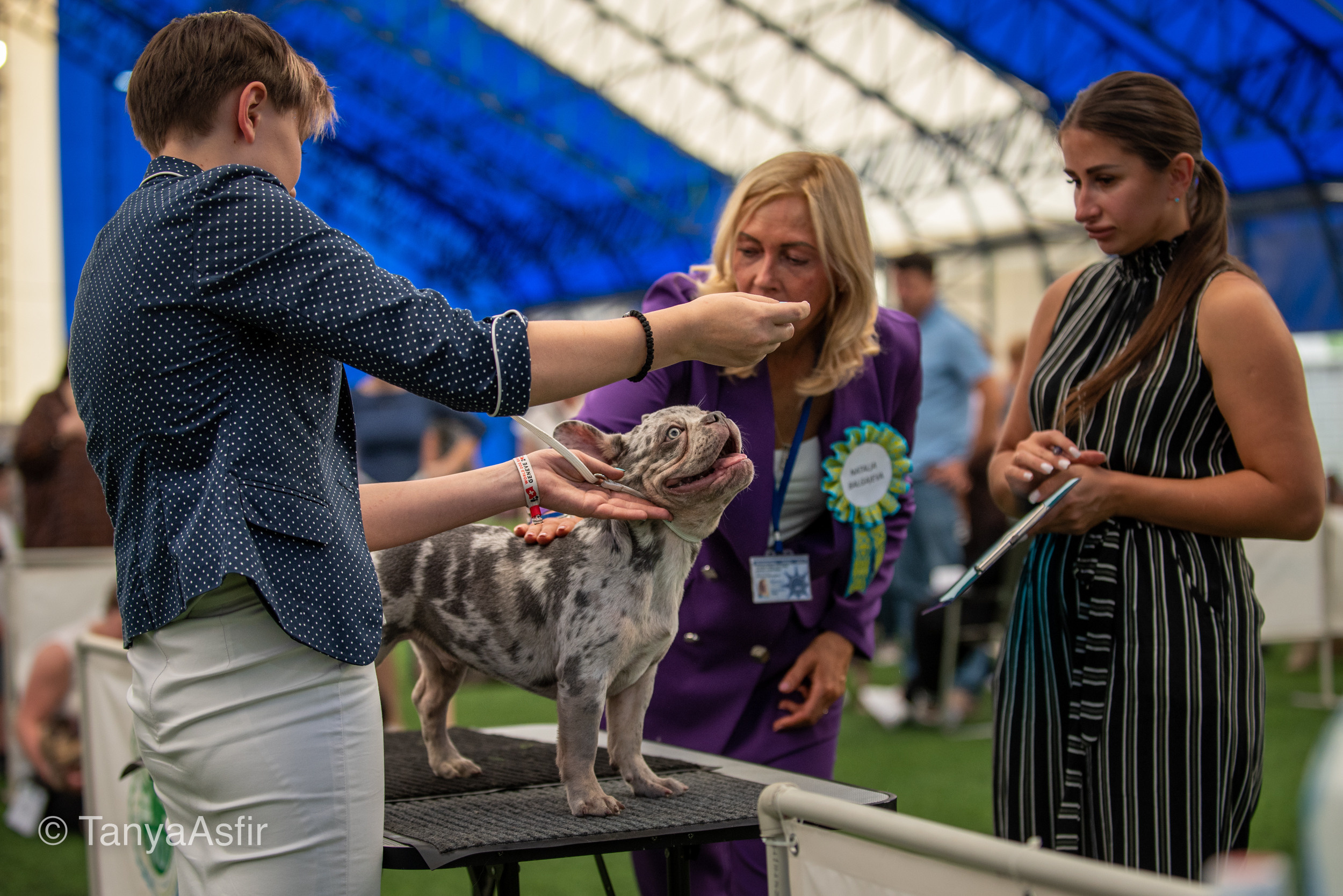 Professional dog photography: agility, frisbee, obedience, IGP. Tanya Asfir — Pet & Animal Photographer | Belgrade, Serbia