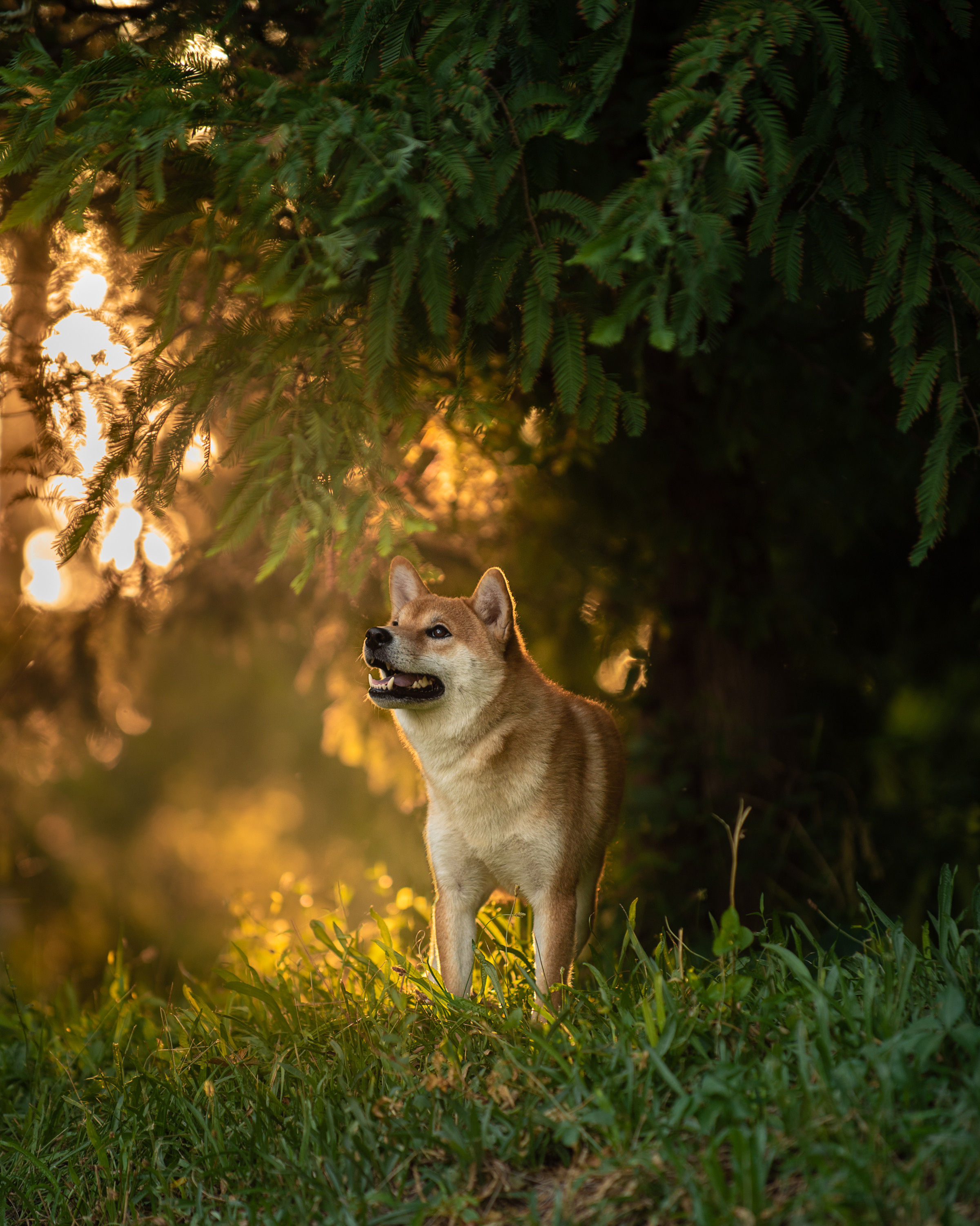 Outdoor Pet Photography by Tanya Asfir, Belgrade. Tanya Asfir — Pet & Animal Photographer | Belgrade, Serbia