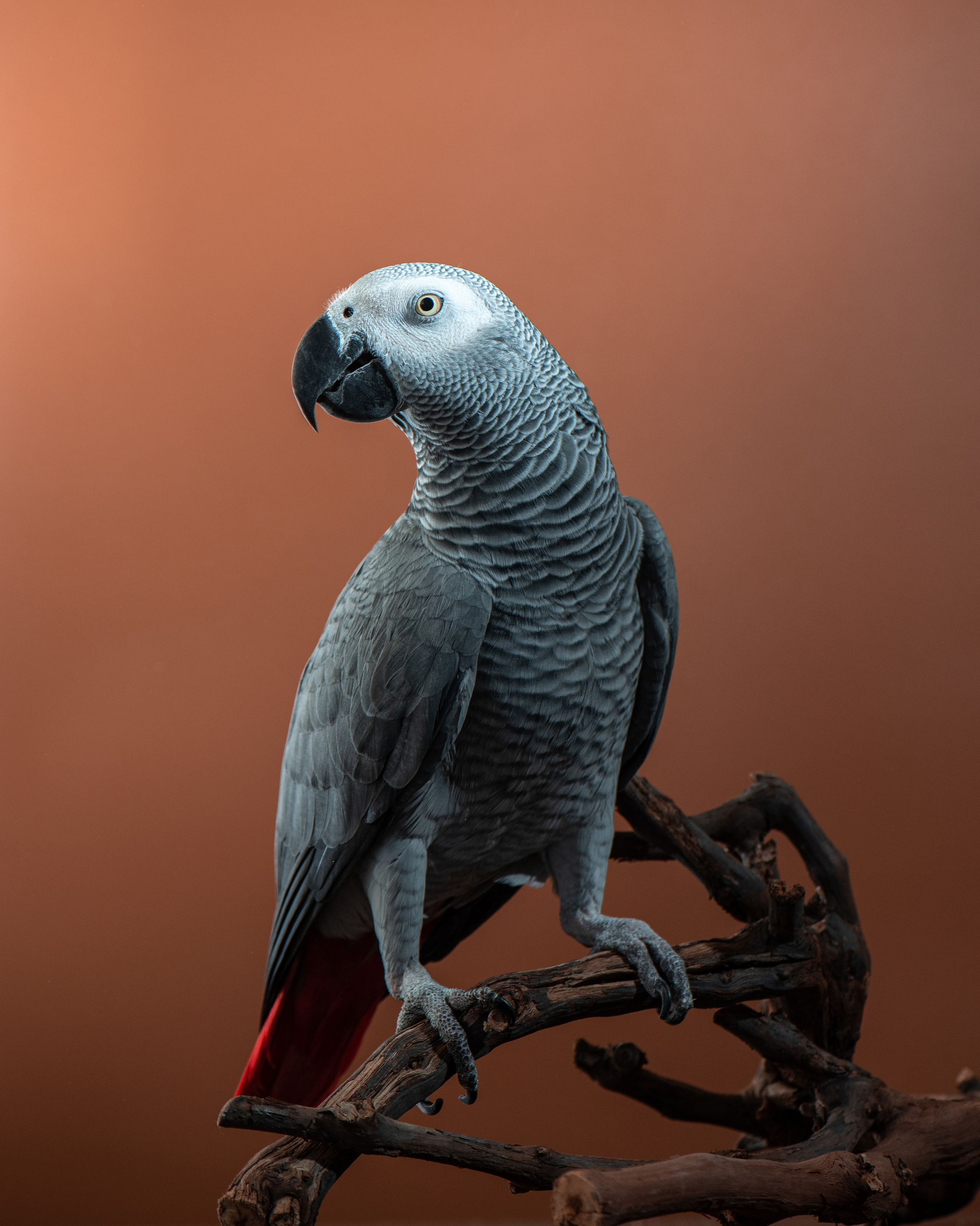 Pet portraits made at your place by Tanya Asfir, Belgrade. Tanya Asfir — Pet & Animal Photographer | Belgrade, Serbia